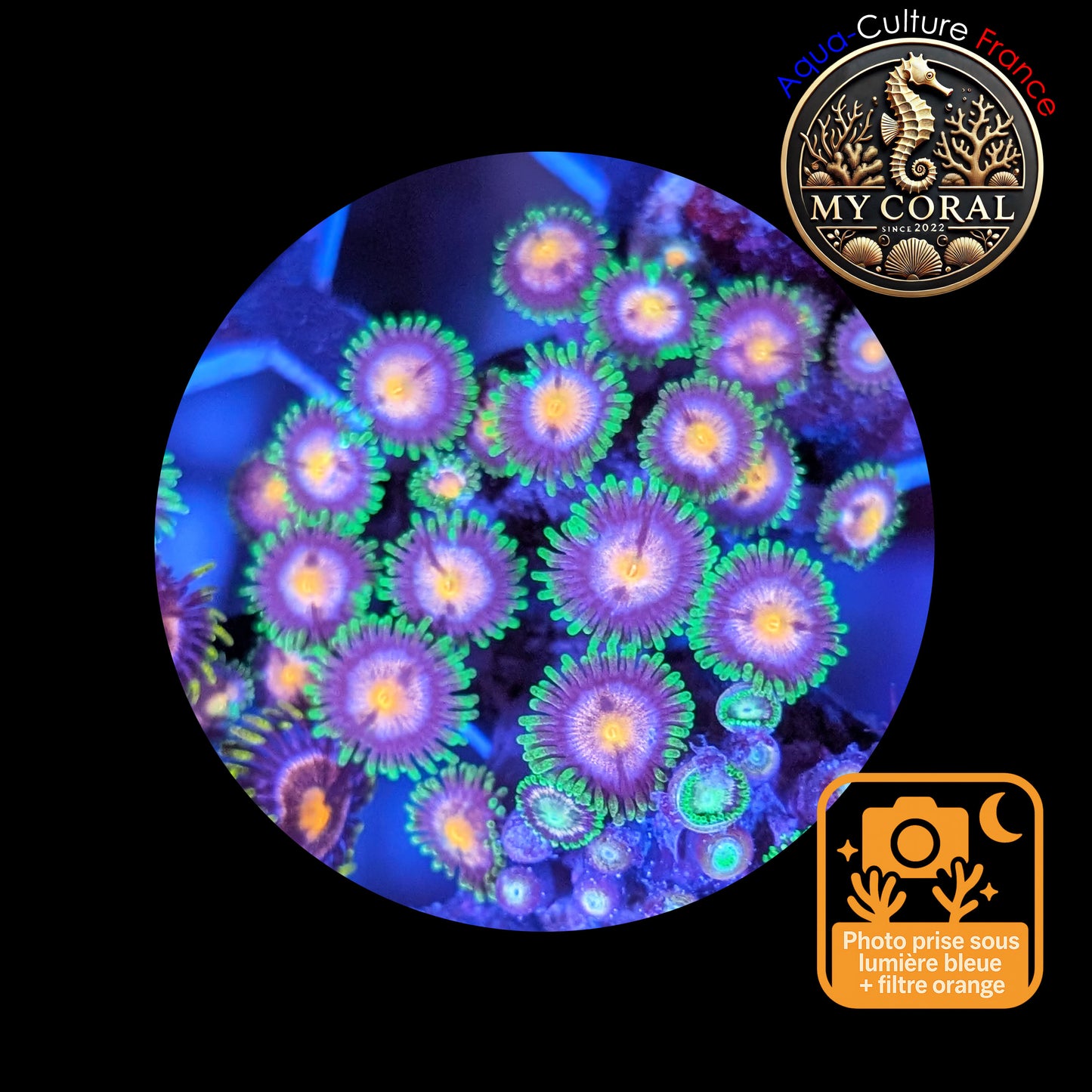 Zoanthus de Culture WYSIWYG - SP Green Invander- ZSPGI102