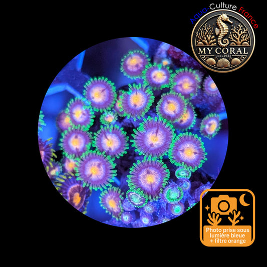 Zoanthus de Culture WYSIWYG - SP Green Invander- ZSPGI102