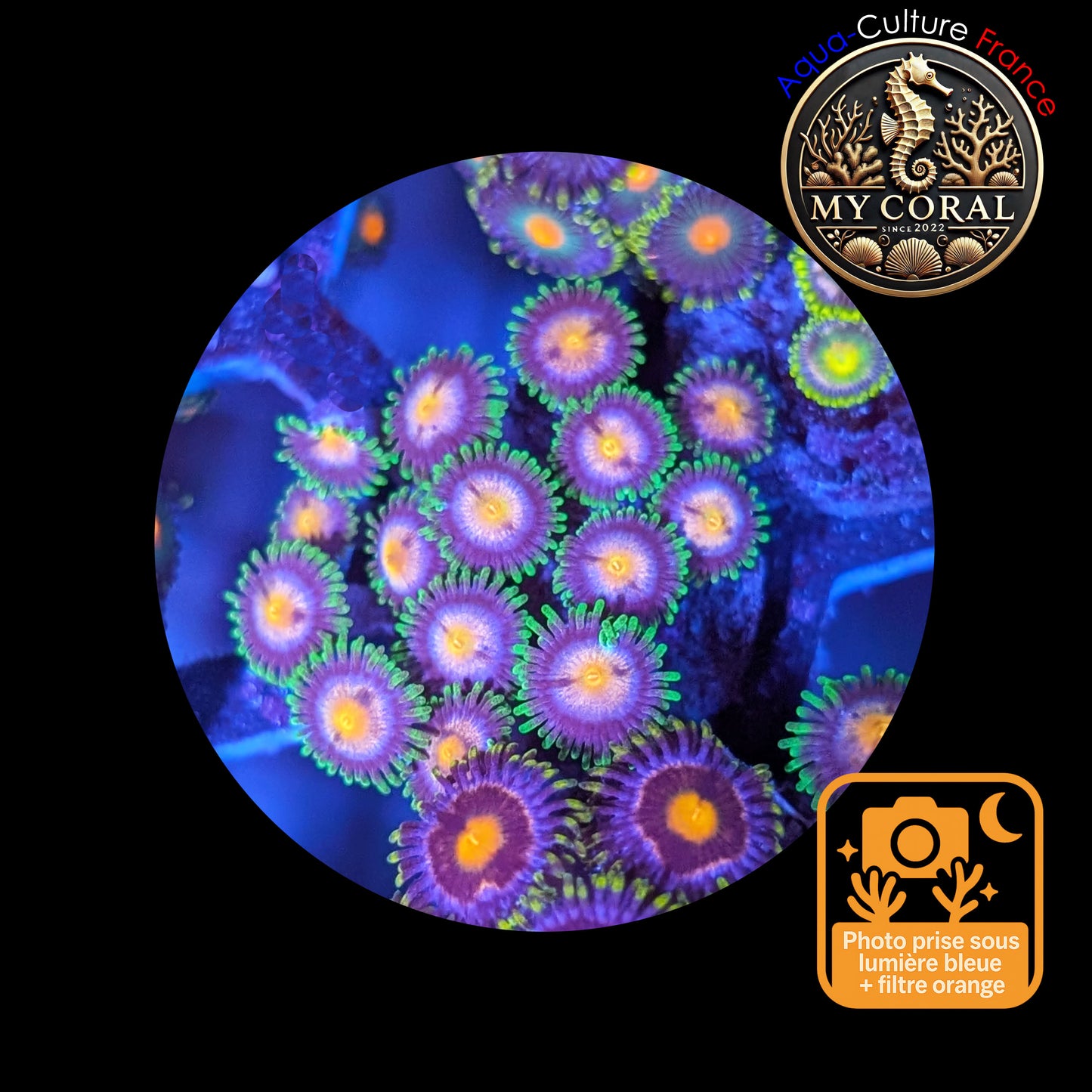 Zoanthus de Culture WYSIWYG - SP Green Invander- ZSPGI101