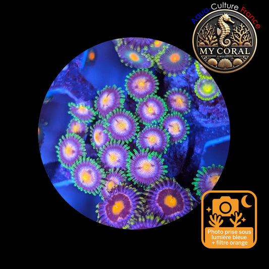 Zoanthus de Culture WYSIWYG - SP Green Invander- ZSPGI101