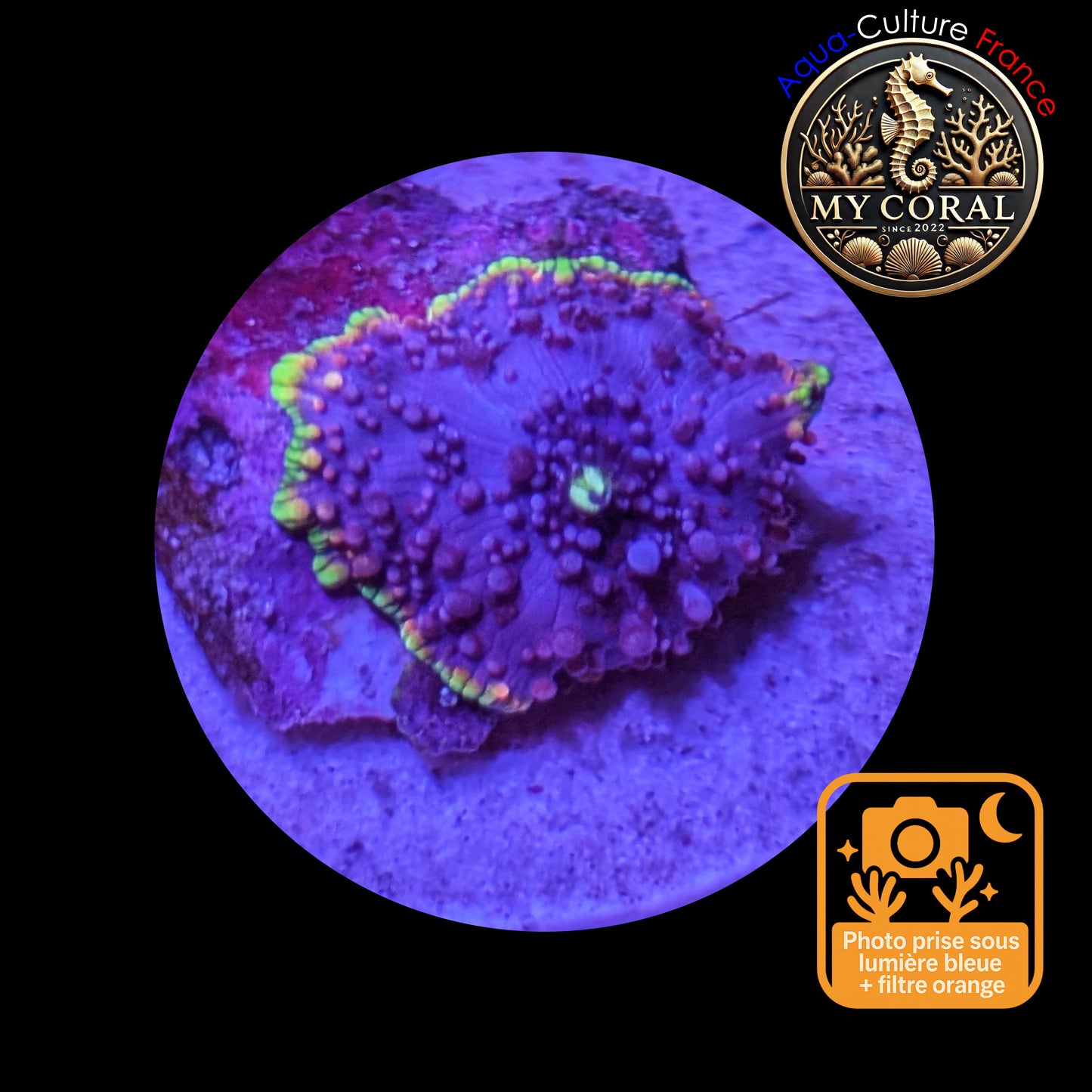 Discosoma de Culture WYSIWYG- MC PURPLE STAR ( Petite taille)- DPS101