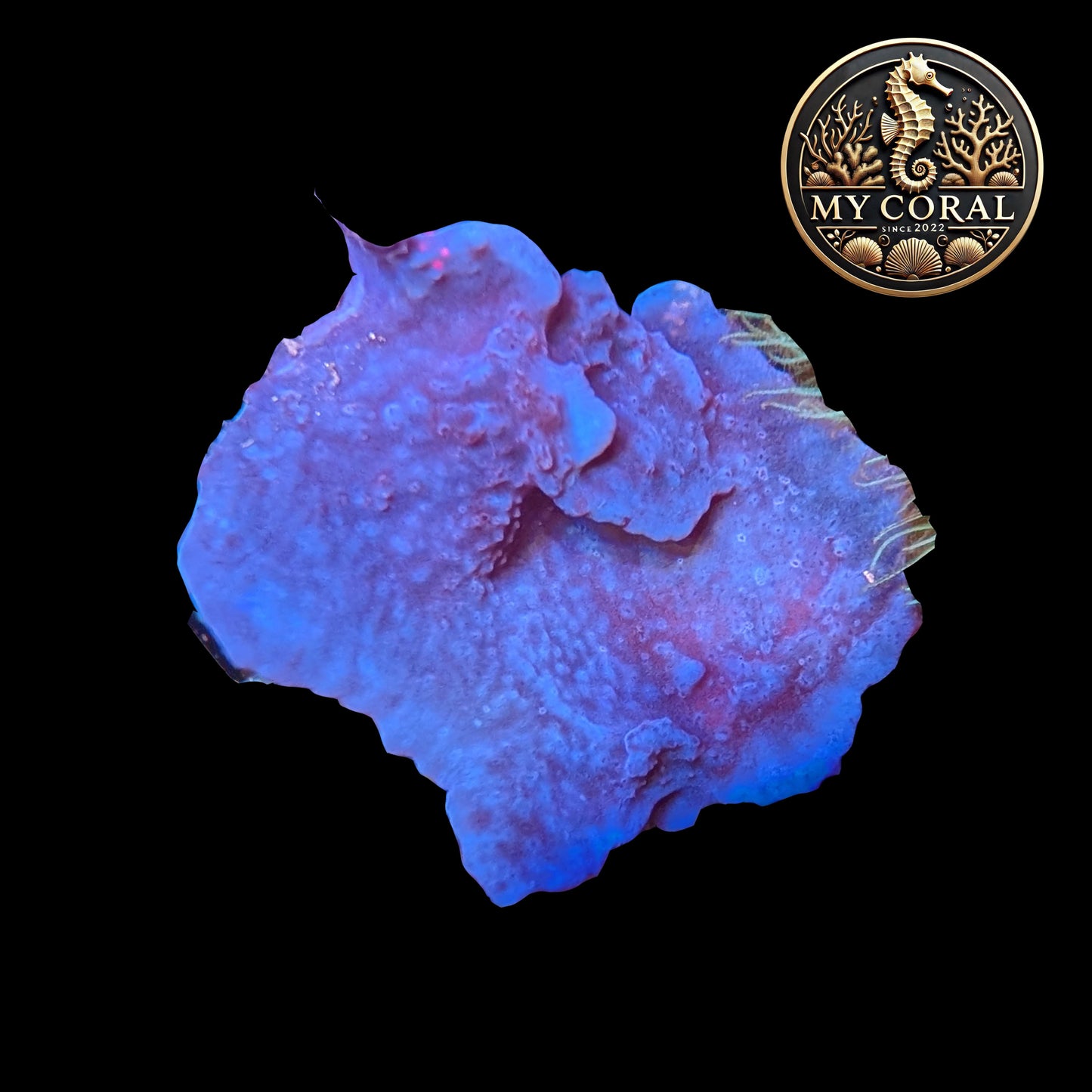 Coraux mous de Culture WYSIWYG - Eponge Purple - Collospongia Auris EP103