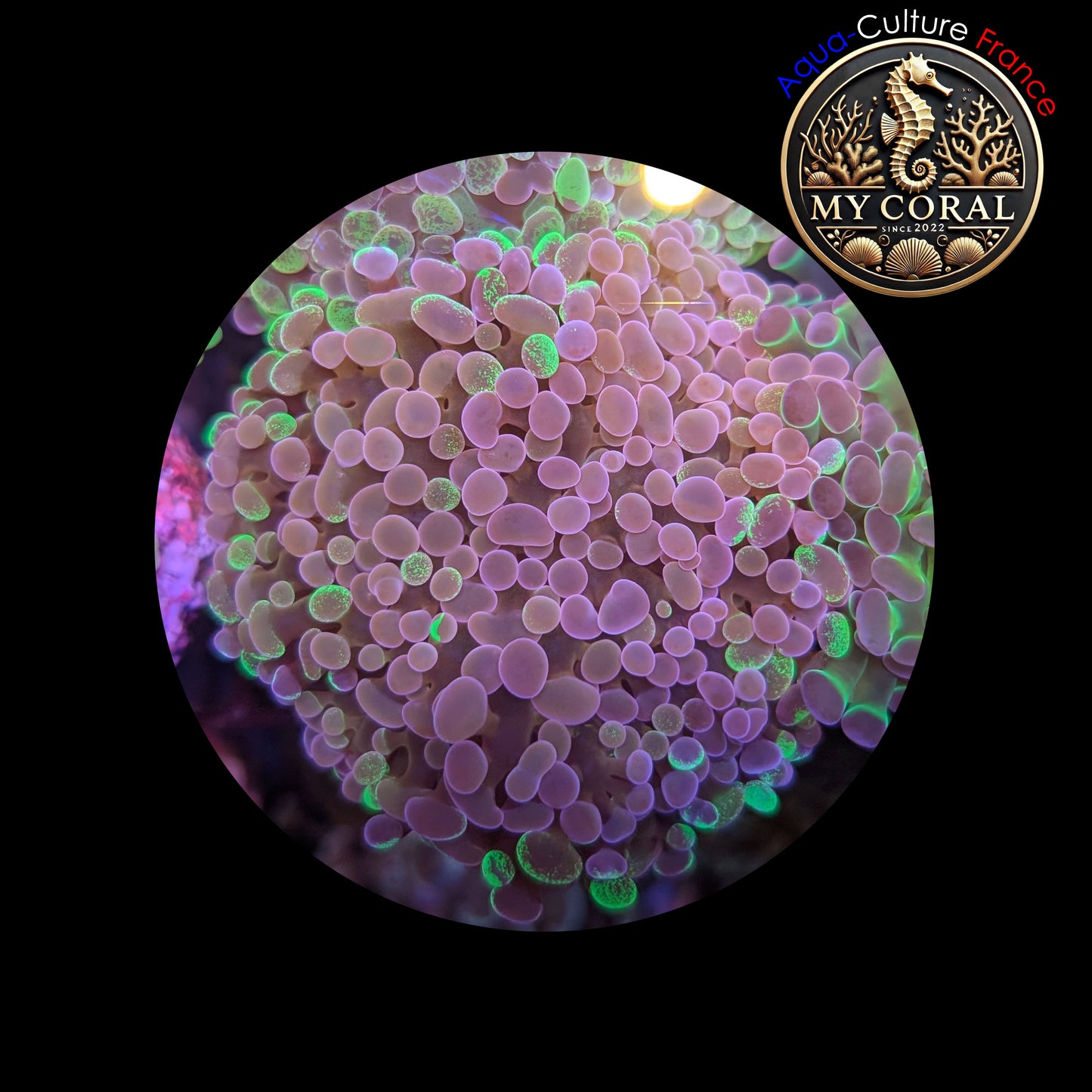 Euphyllia de Culture WYSIWYG- Paraancora- Blotchy - EB101