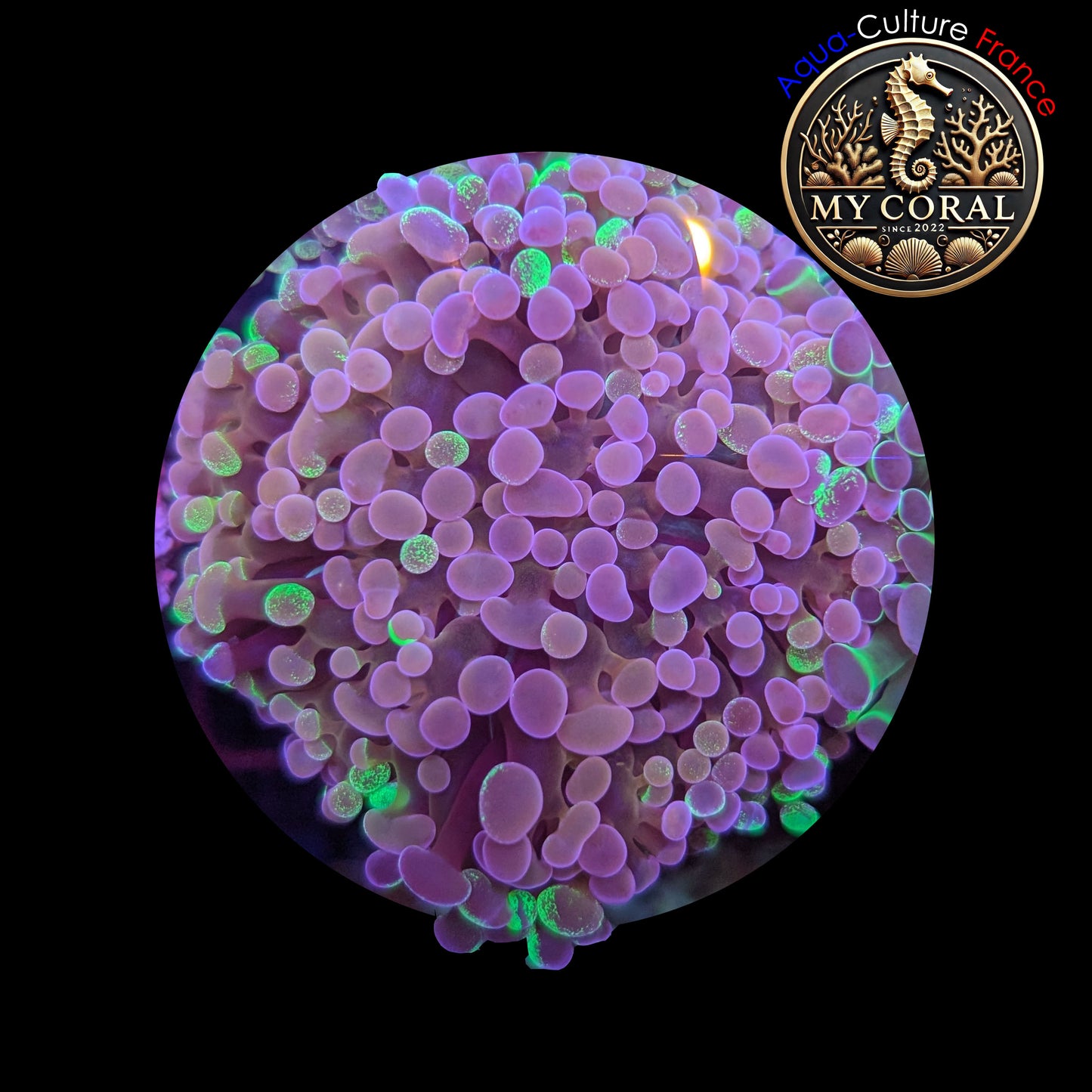 Euphyllia de Culture WYSIWYG- Paraancora- Blotchy - EB101