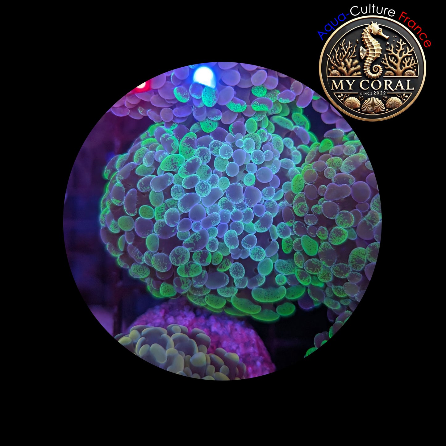 Euphyllia de Culture WYSIWYG- Paraancora- Blotchy - EB103
