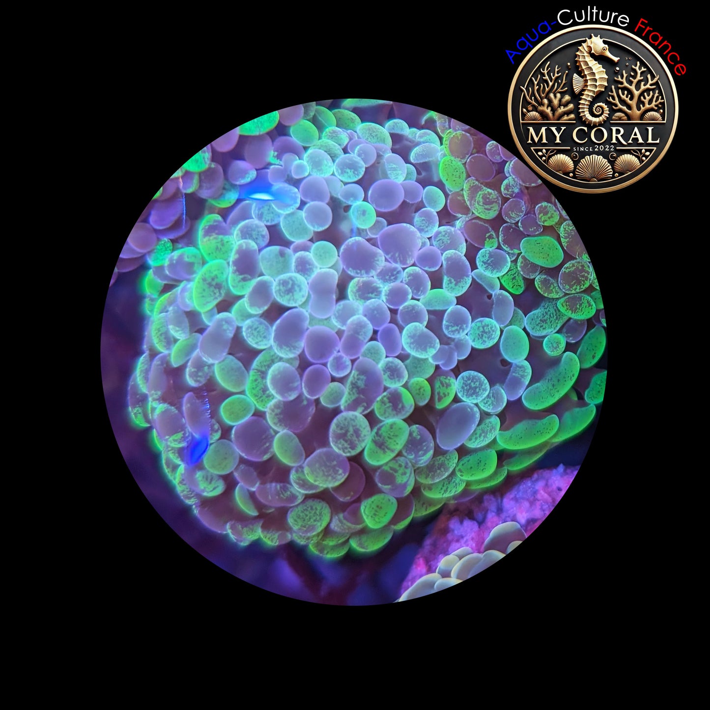 Euphyllia de Culture WYSIWYG- Paraancora- Blotchy - EB103