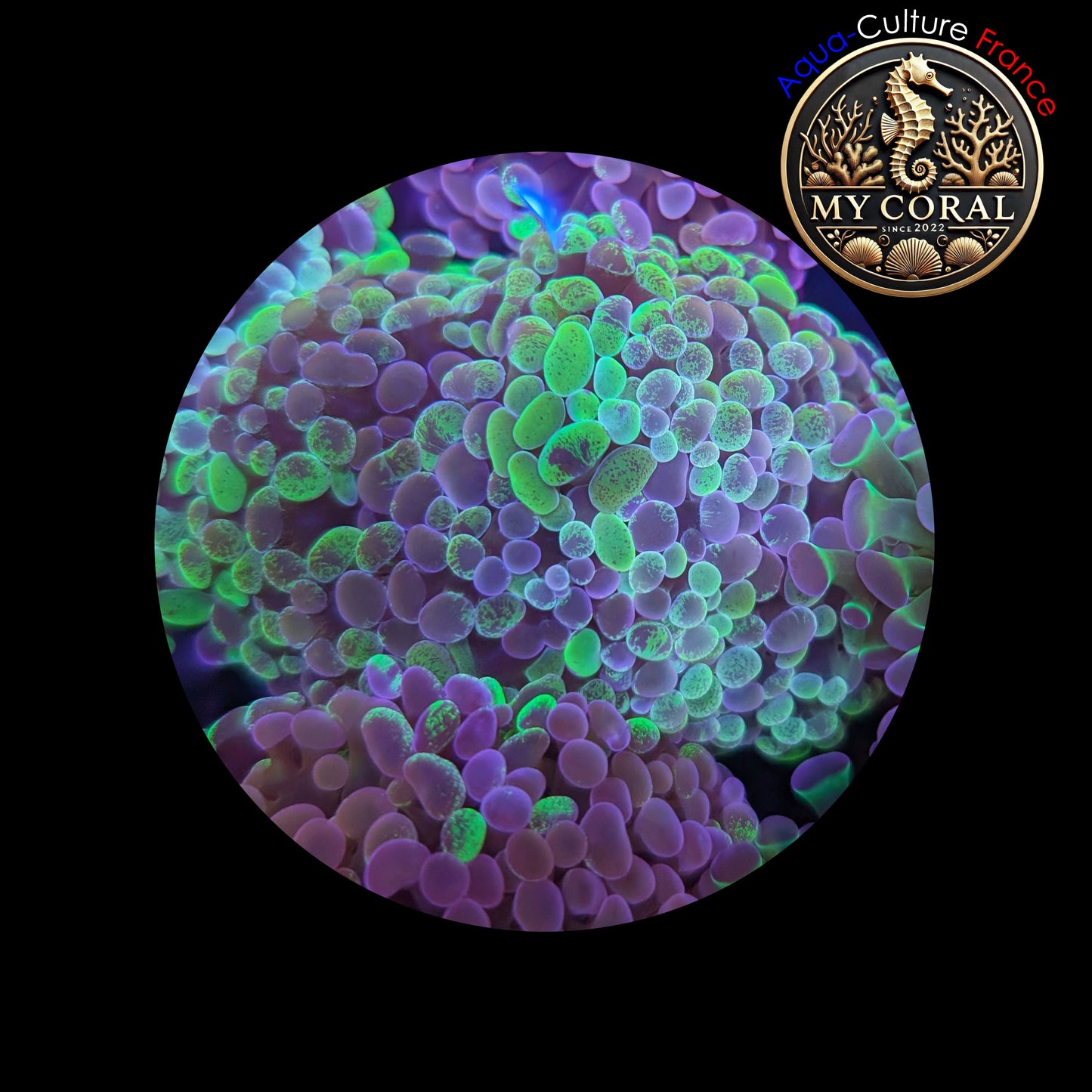 Euphyllia de Culture WYSIWYG- Paraancora- Blotchy (2 TĂȘtes) - EB104