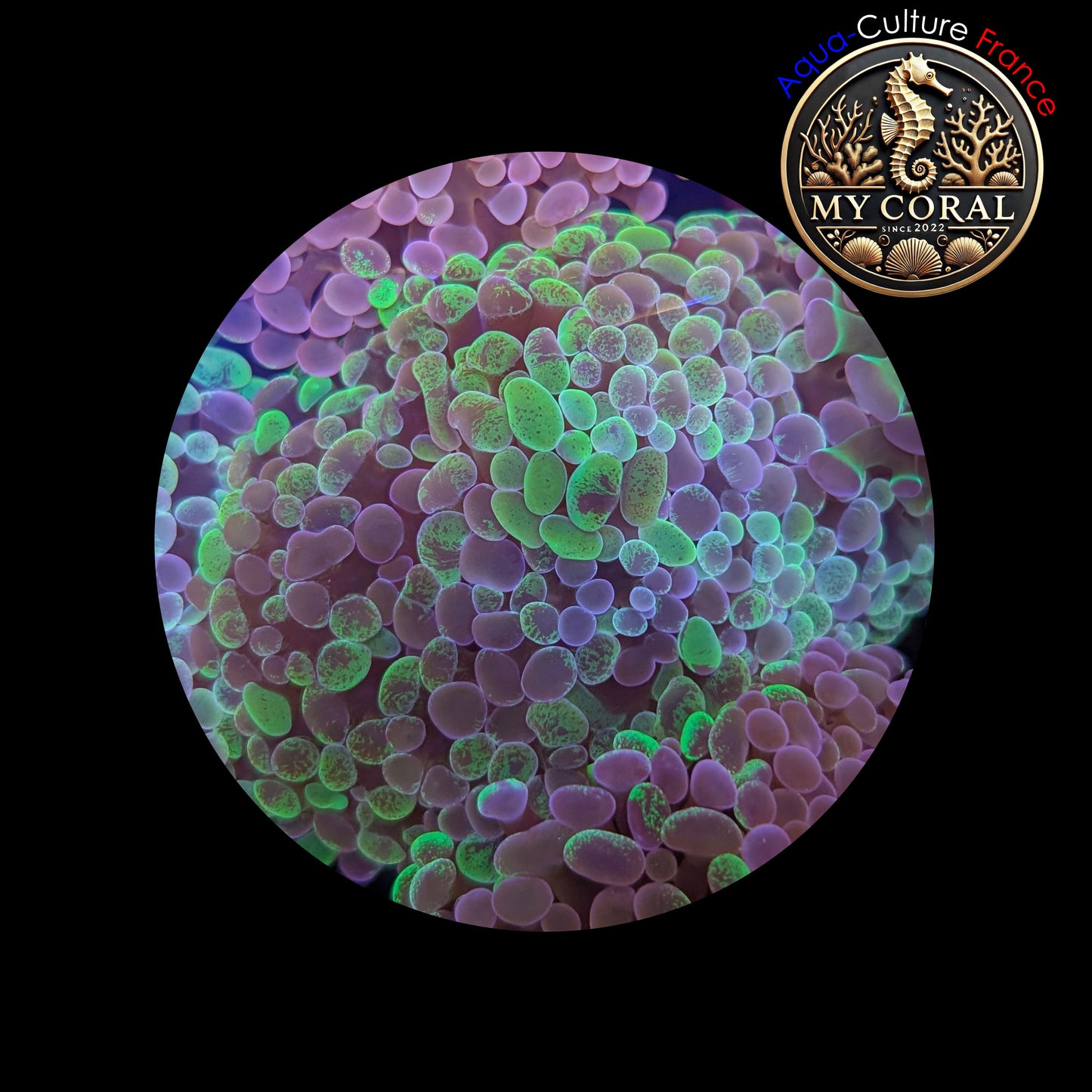 Euphyllia de Culture WYSIWYG- Paraancora- Blotchy (2 TĂȘtes) - EB104