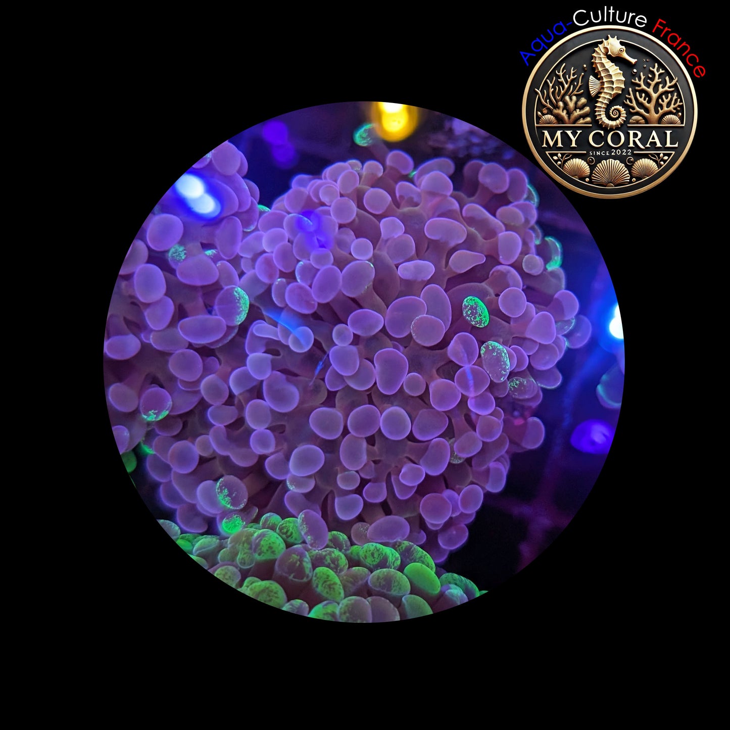 Euphyllia de Culture WYSIWYG- Paraancora- Blotchy - EB105
