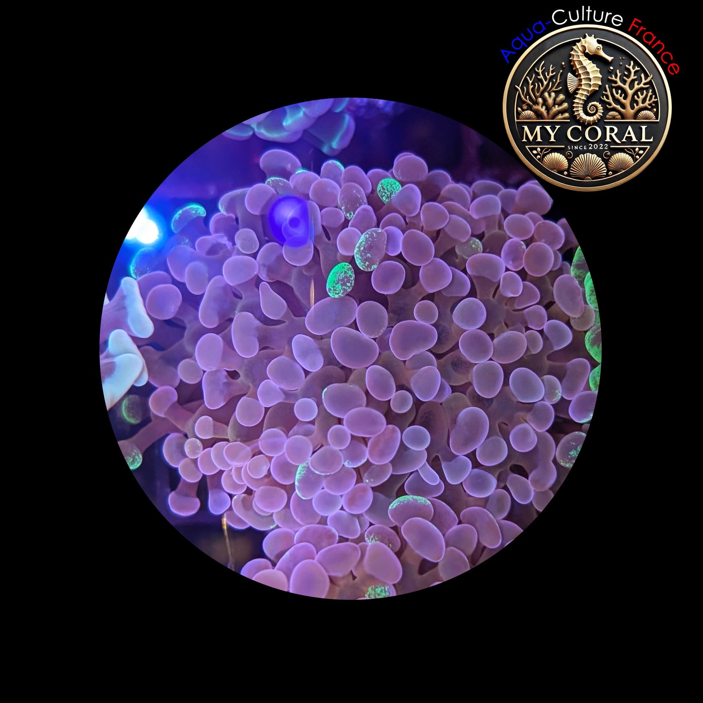 Euphyllia de Culture WYSIWYG- Paraancora- Blotchy - EB105