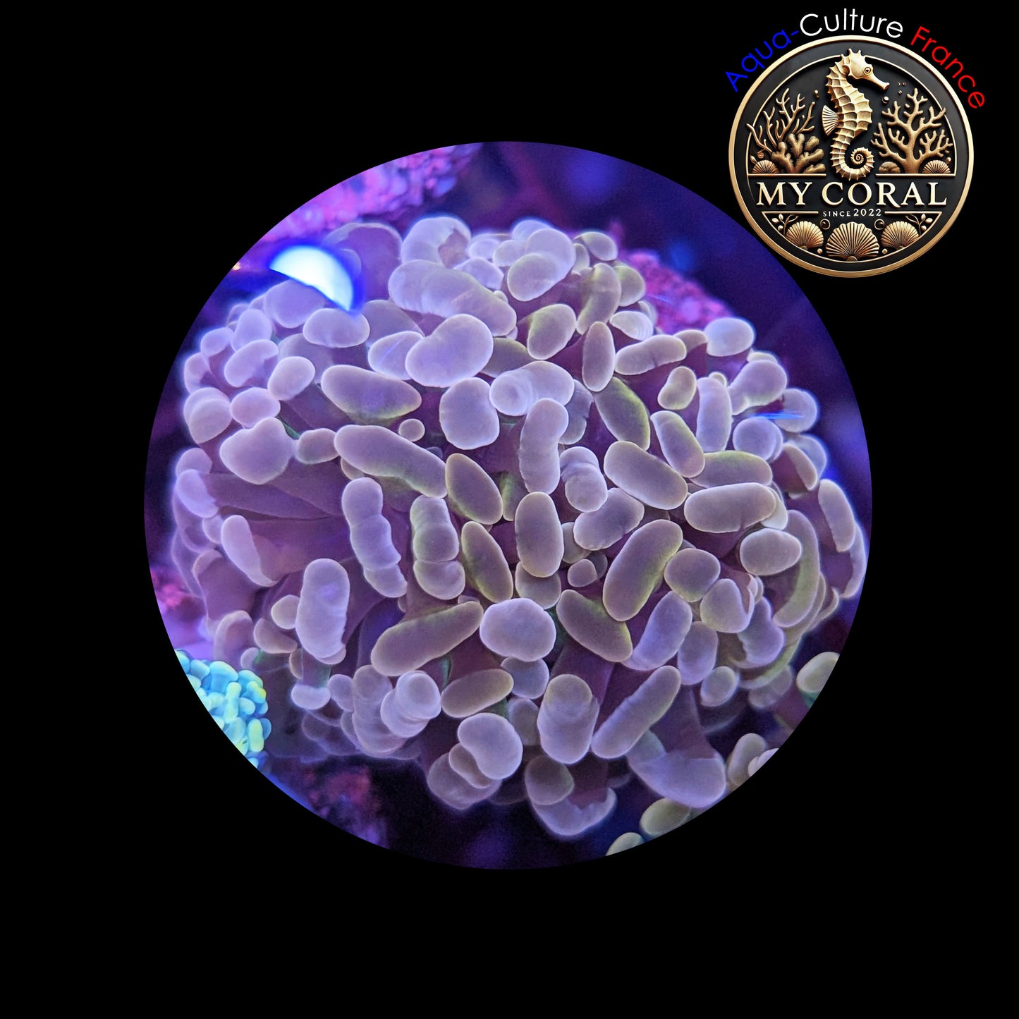 Euphyllia de Culture WYSIWYG- Paraancora - Brown Gold - EBG101