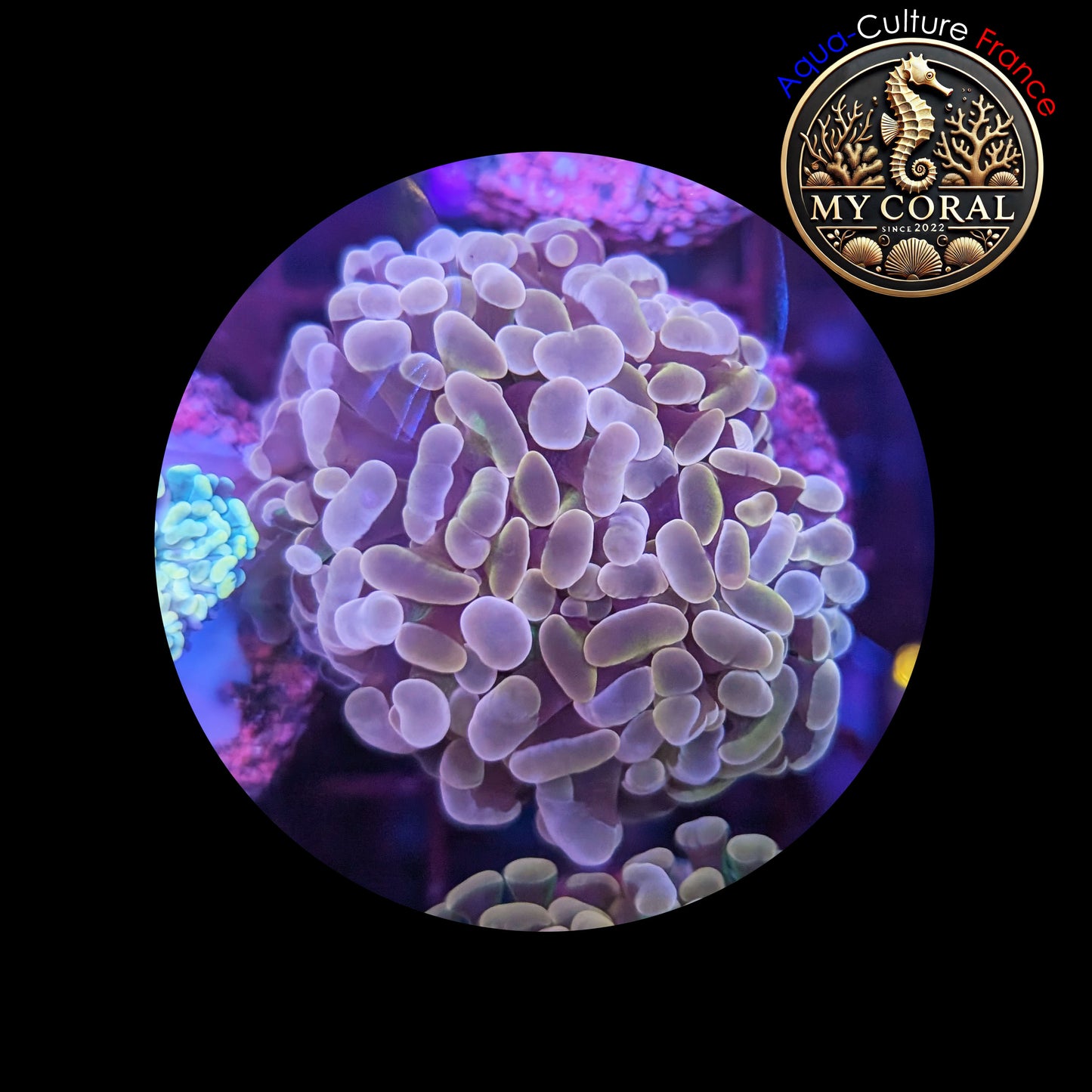 Euphyllia de Culture WYSIWYG- Paraancora - Brown Gold - EBG101