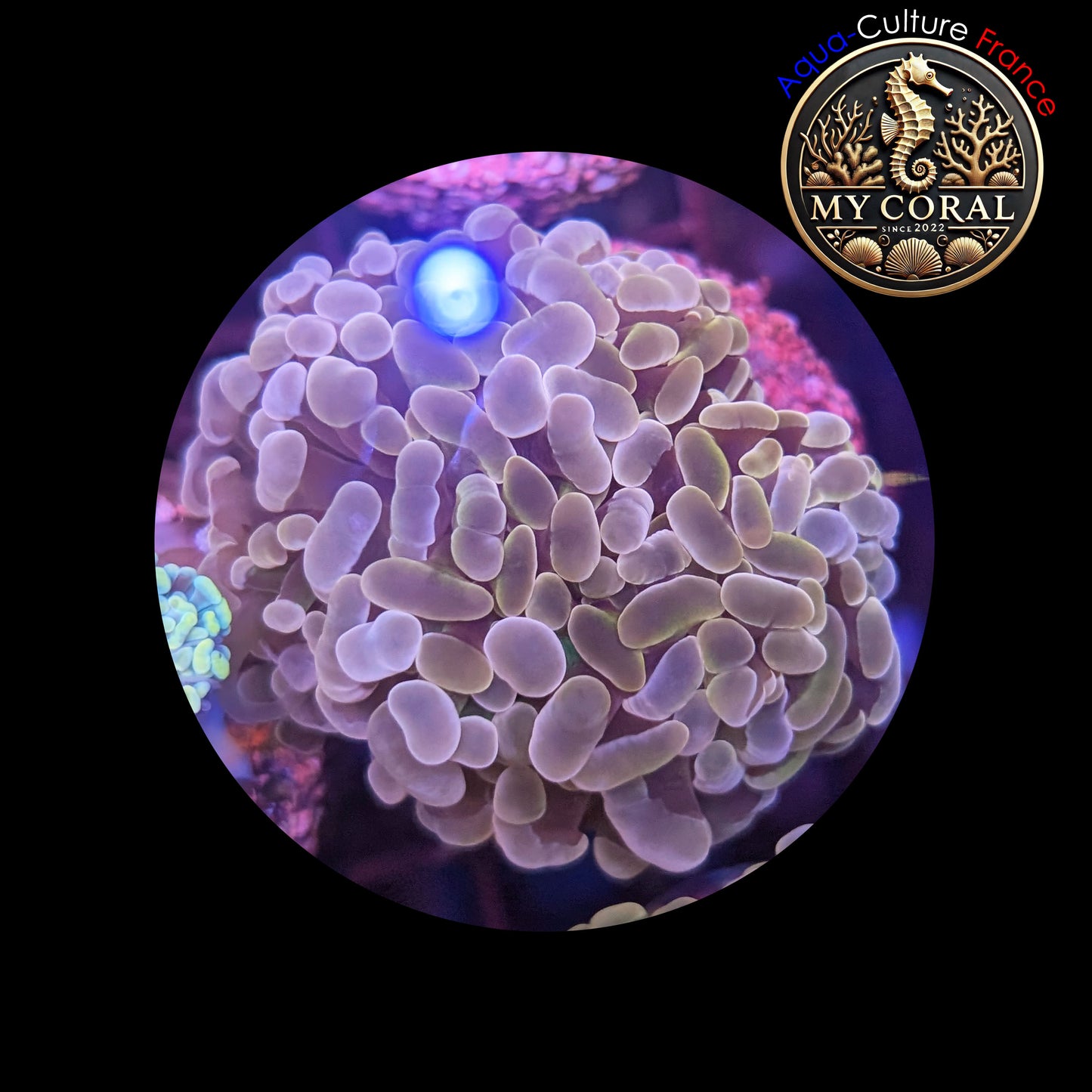 Euphyllia de Culture WYSIWYG- Paraancora - Brown Gold - EBG101