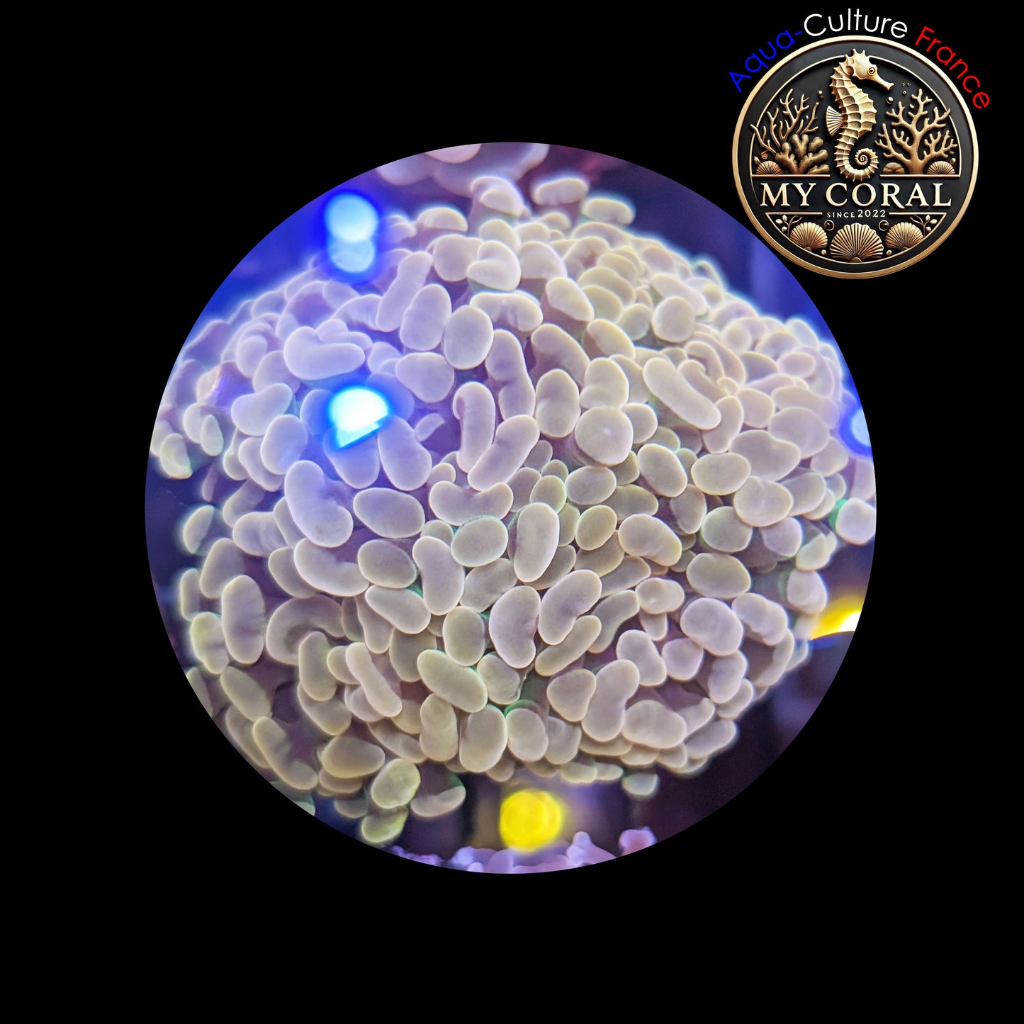 Euphyllia de Culture WYSIWYG- Paraancora - Brown Bicolor Green (4/5 Tetes) - EBG102