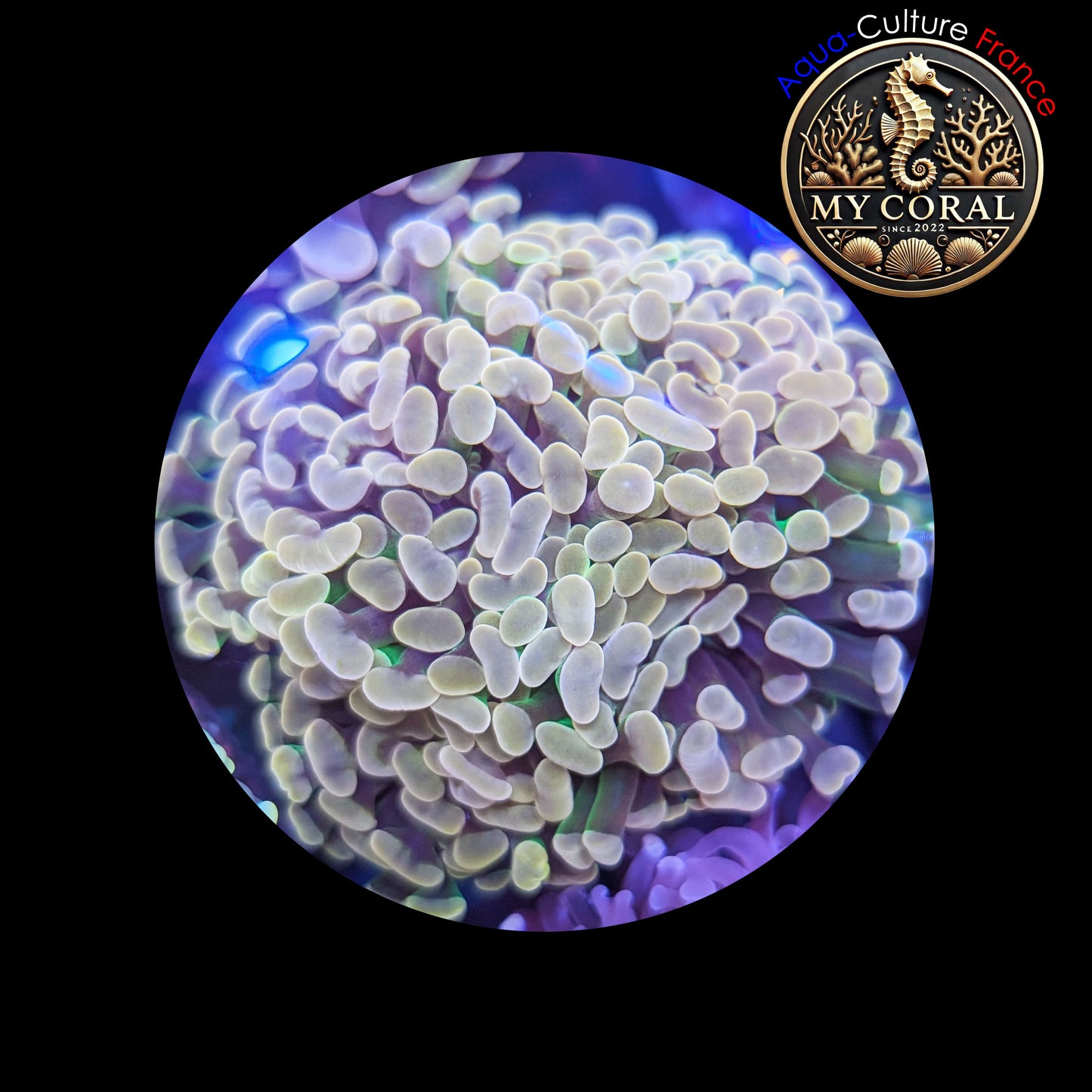 Euphyllia de Culture WYSIWYG- Paraancora - Brown Bicolor Green (4/5 Tetes) - EBG102