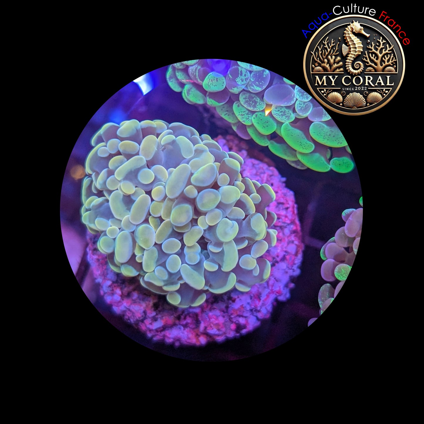 Euphyllia de Culture WYSIWYG- Paraancora - Gold - EG101