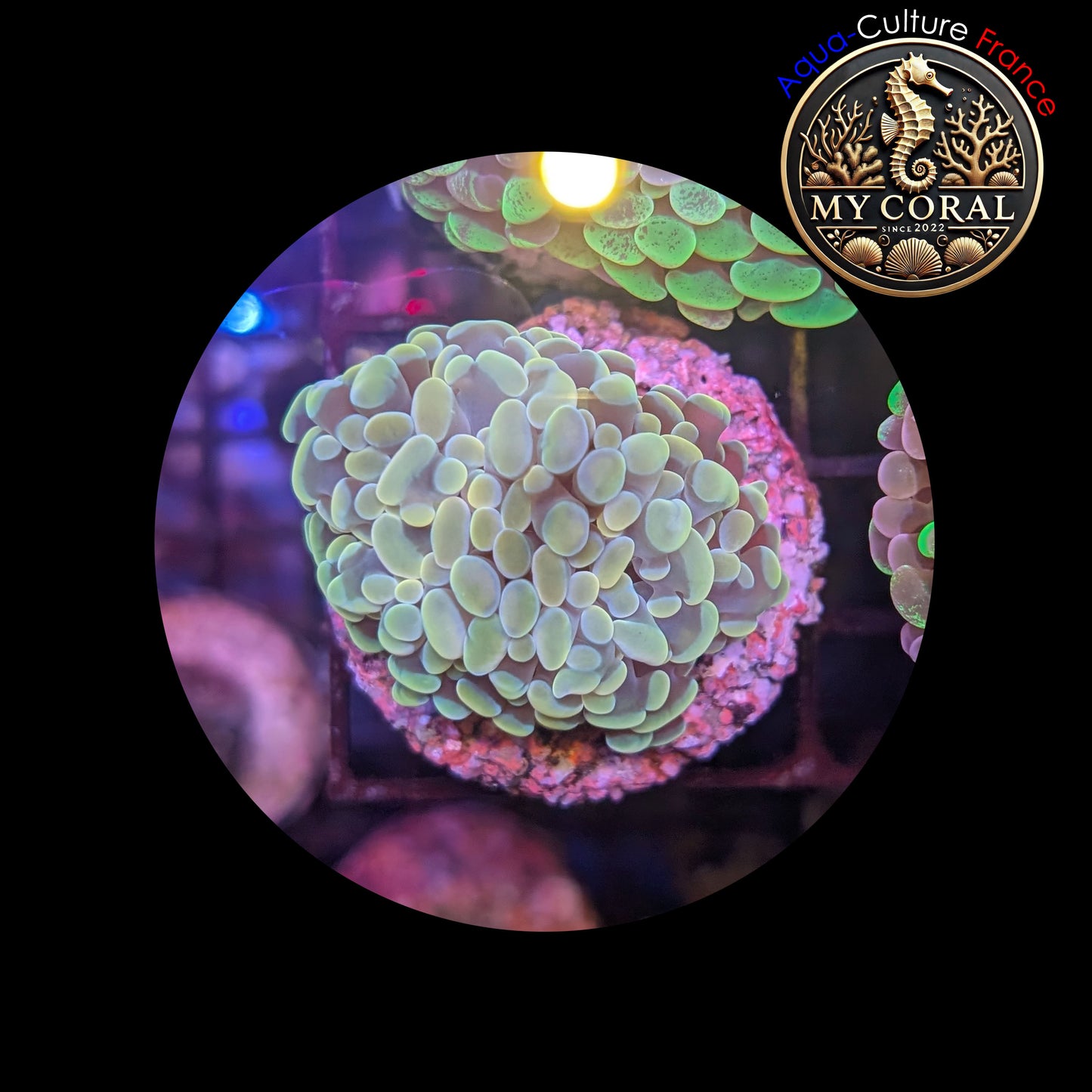 Euphyllia de Culture WYSIWYG- Paraancora - Gold - EG101