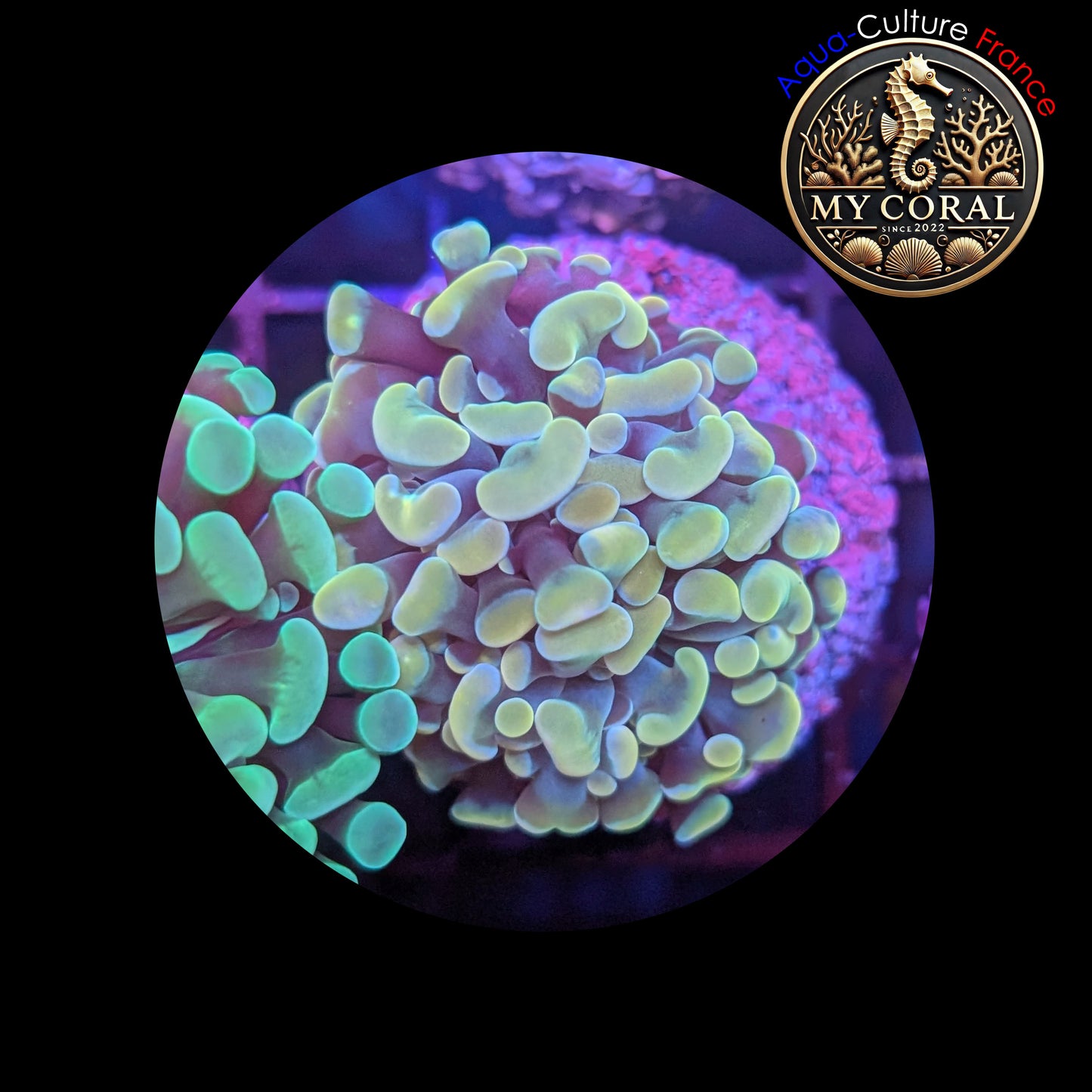 Euphyllia de Culture WYSIWYG- Paraancora - Gold - EG102