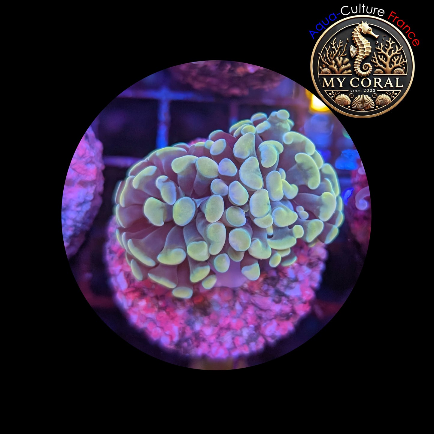 Euphyllia de Culture WYSIWYG- Paraancora - Gold - EG103