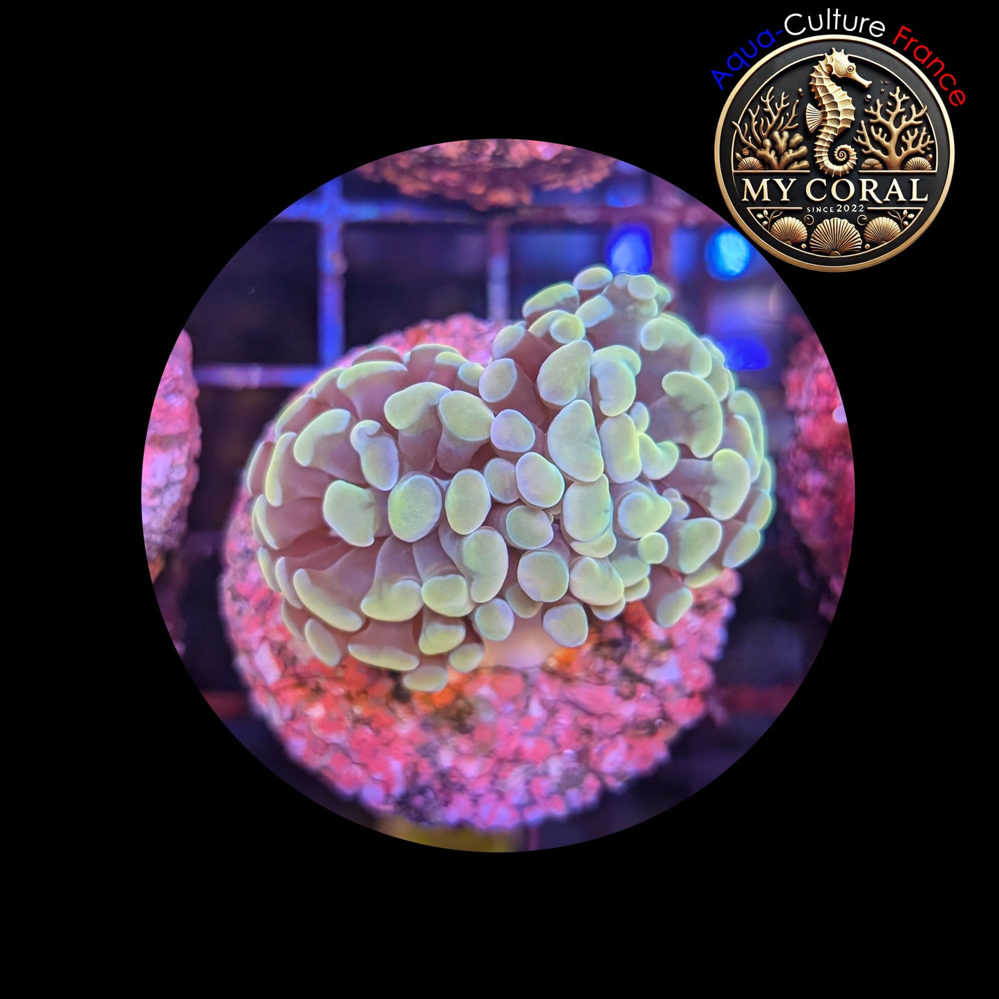 Euphyllia de Culture WYSIWYG- Paraancora - Gold - EG103
