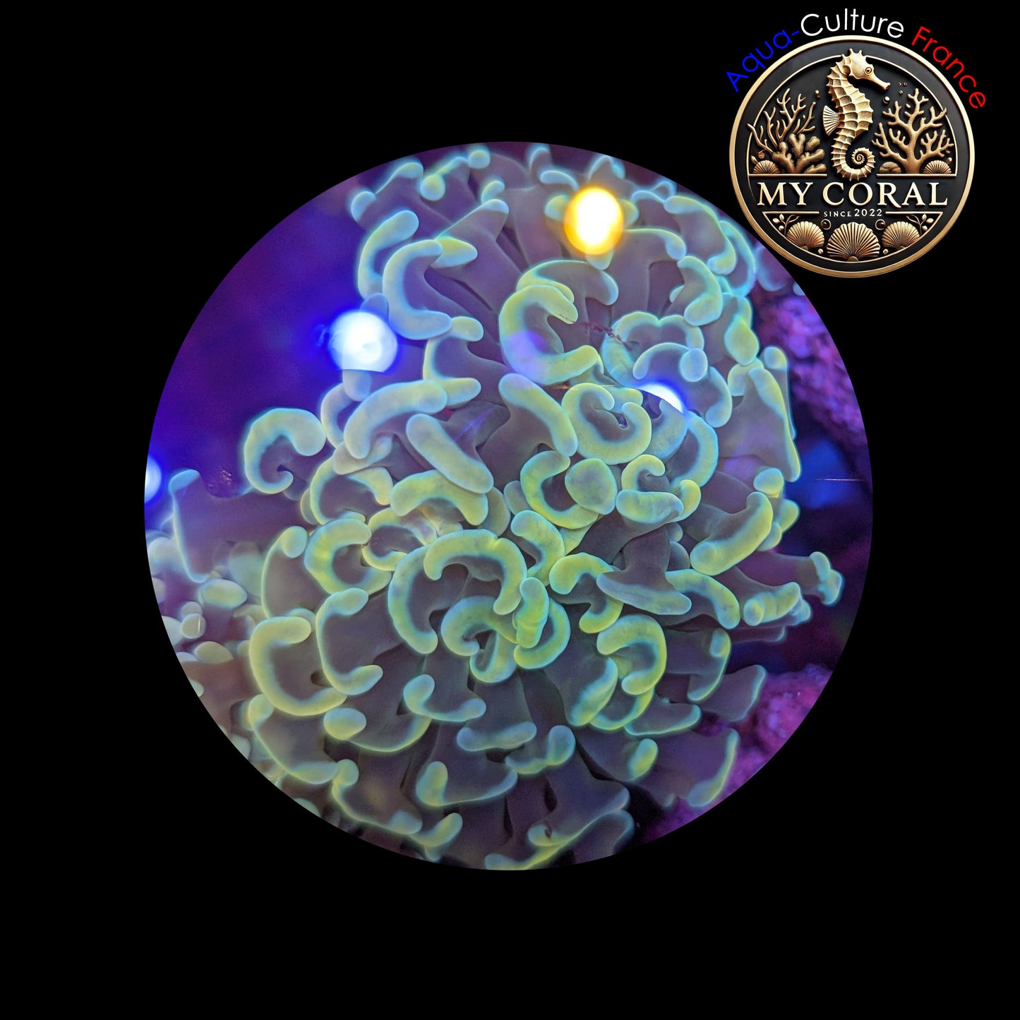 Euphyllia de Culture WYSIWYG- Paraancora - Gold - EG104