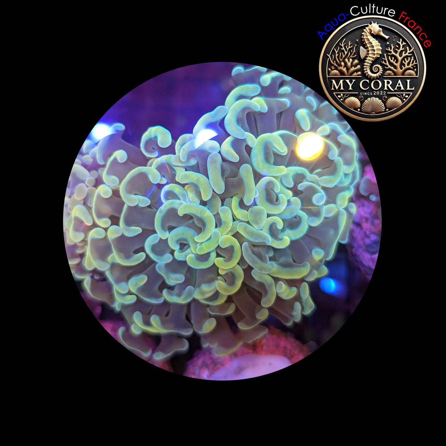 Euphyllia de Culture WYSIWYG- Paraancora - Gold - EG104