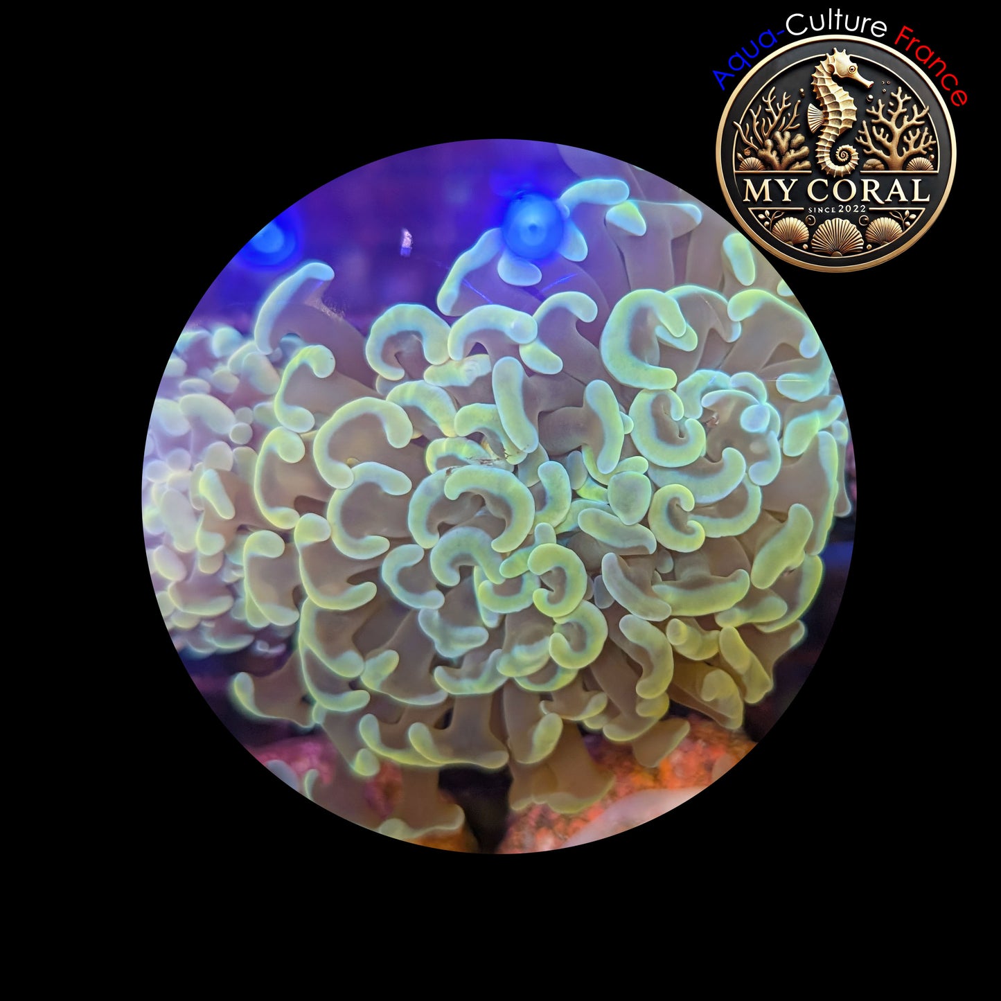 Euphyllia de Culture WYSIWYG- Paraancora - Gold - EG104