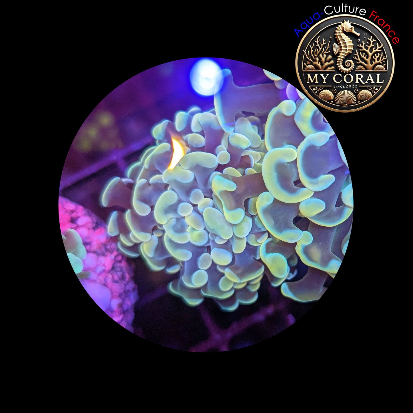 Euphyllia de Culture WYSIWYG- Paraancora - Gold - EG106