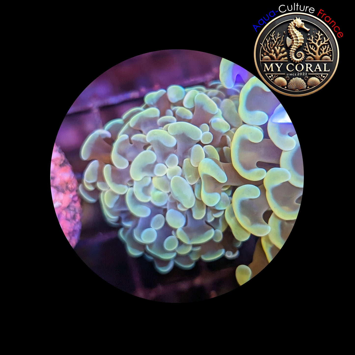 Euphyllia de Culture WYSIWYG- Paraancora - Gold - EG106