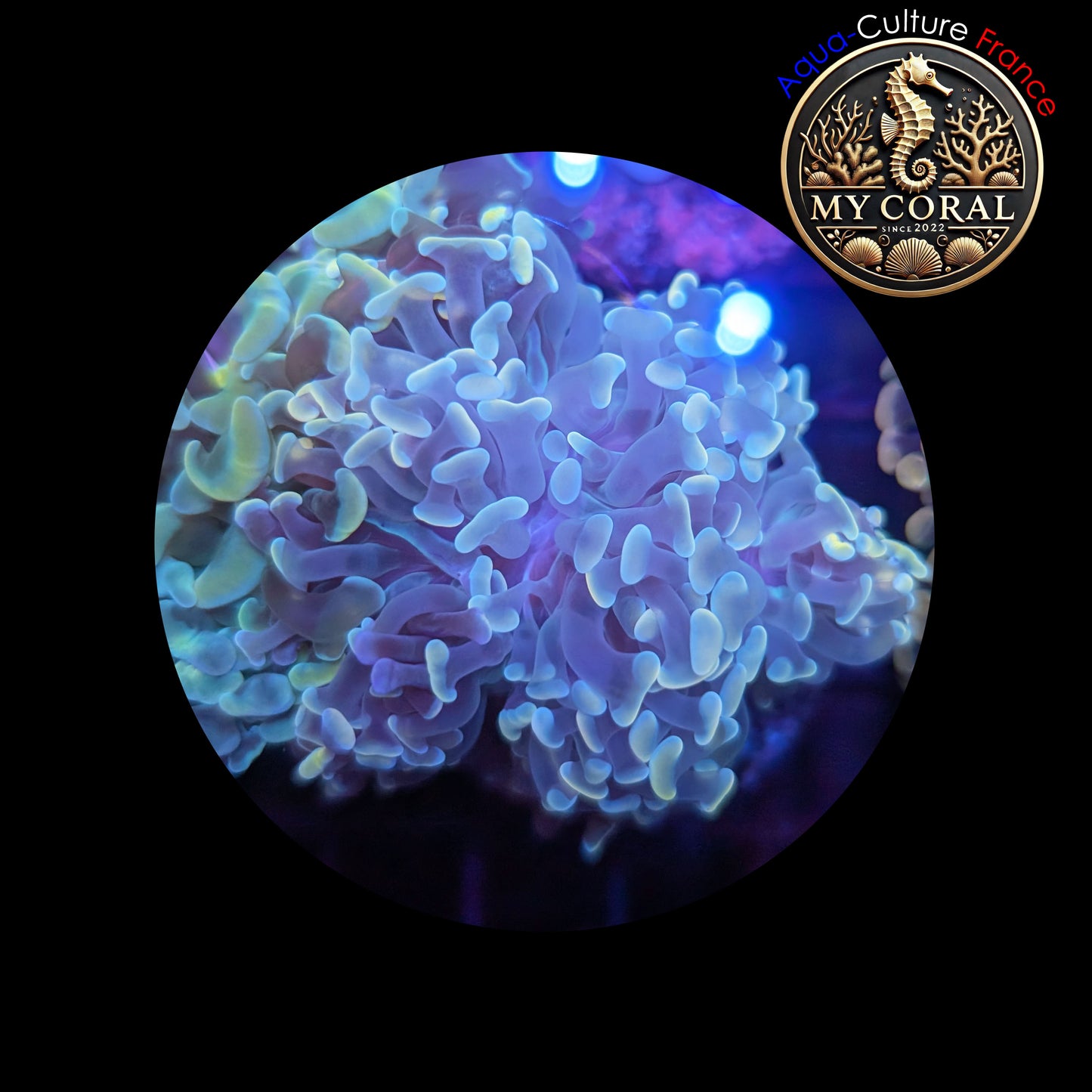 Euphyllia de Culture WYSIWYG- Paraancora - White Cream - EWC103