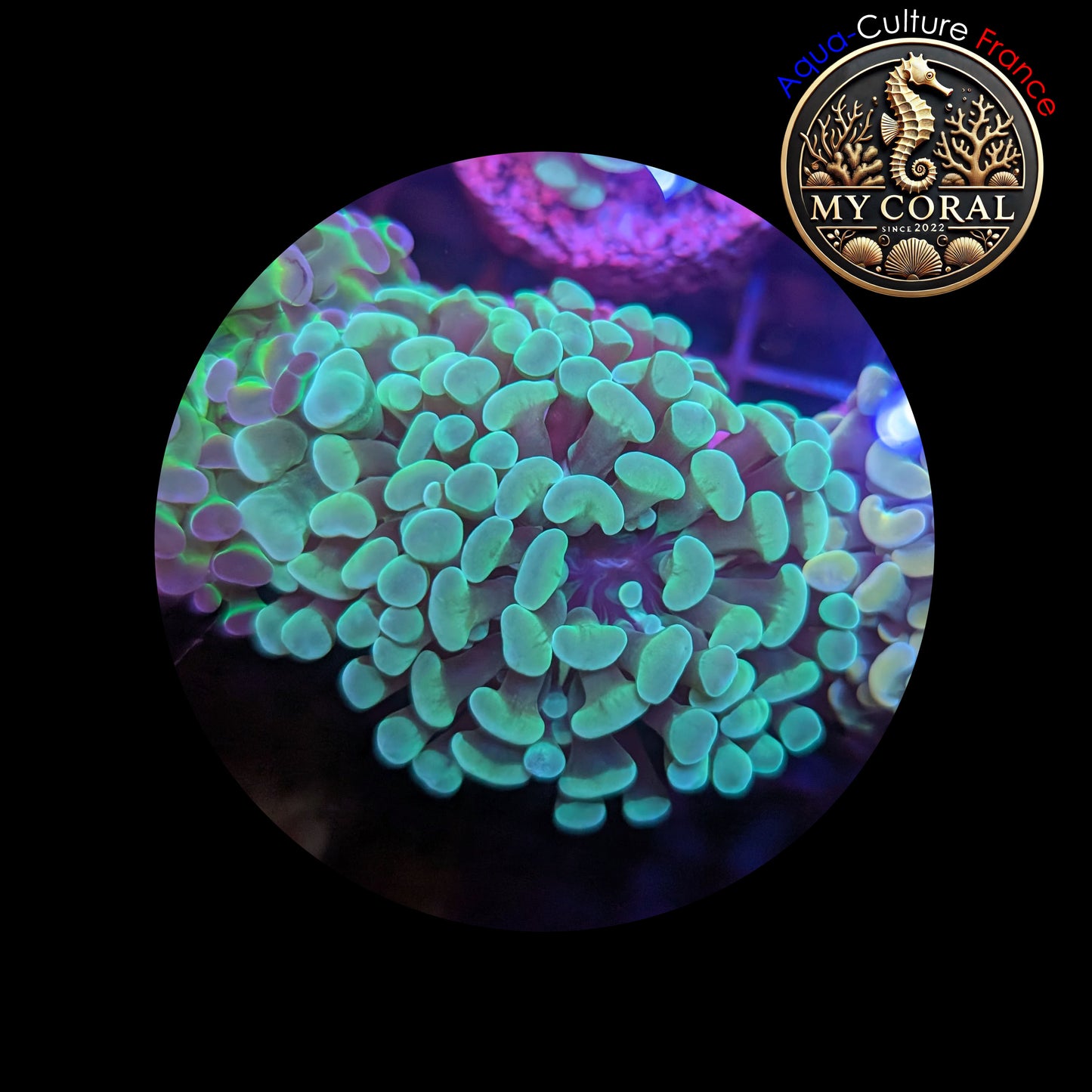 Euphyllia de Culture WYSIWYG- Paraancora - Green - EPG101