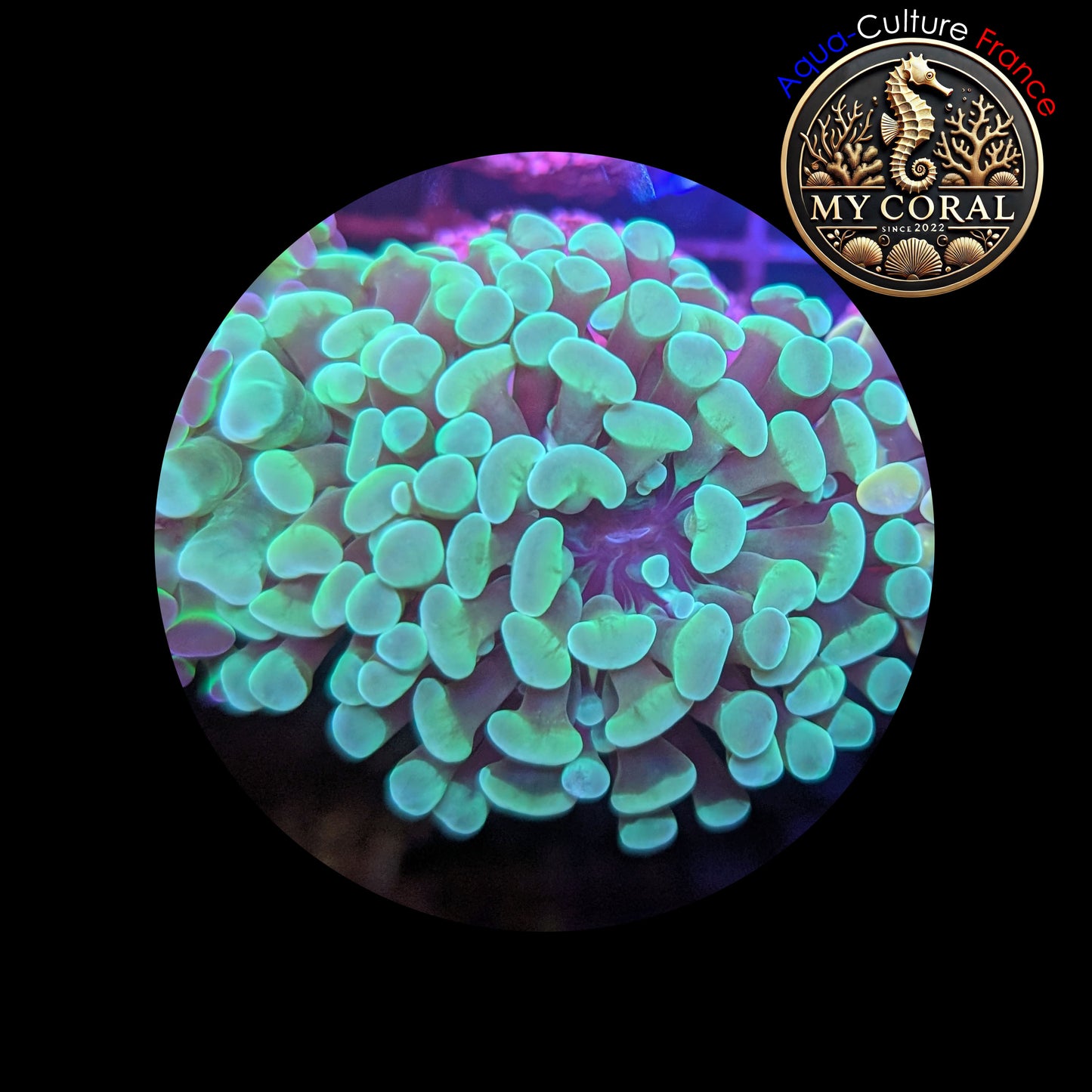 Euphyllia de Culture WYSIWYG- Paraancora - Green - EPG101