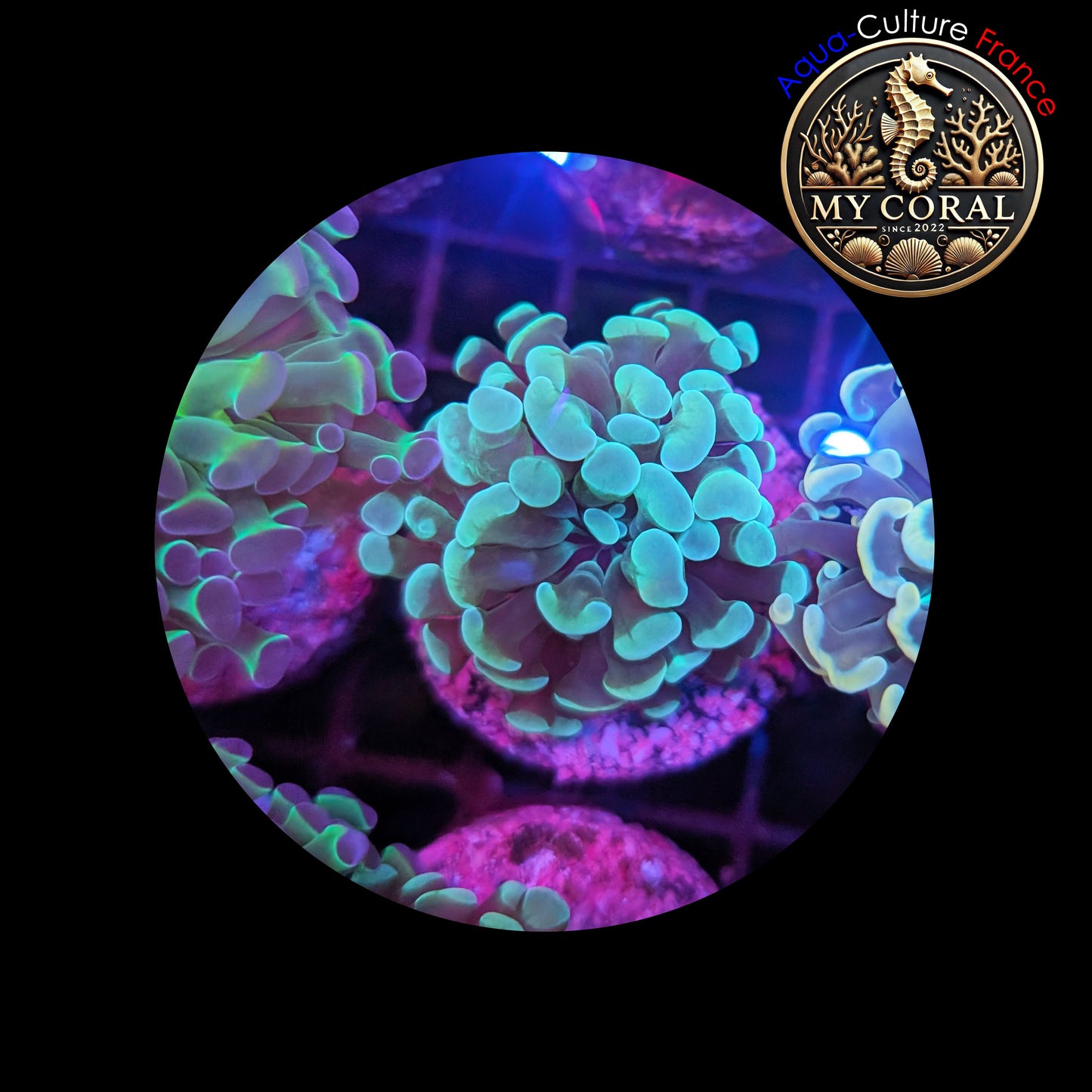 Euphyllia de Culture WYSIWYG- Paraancora - Green - EPG102