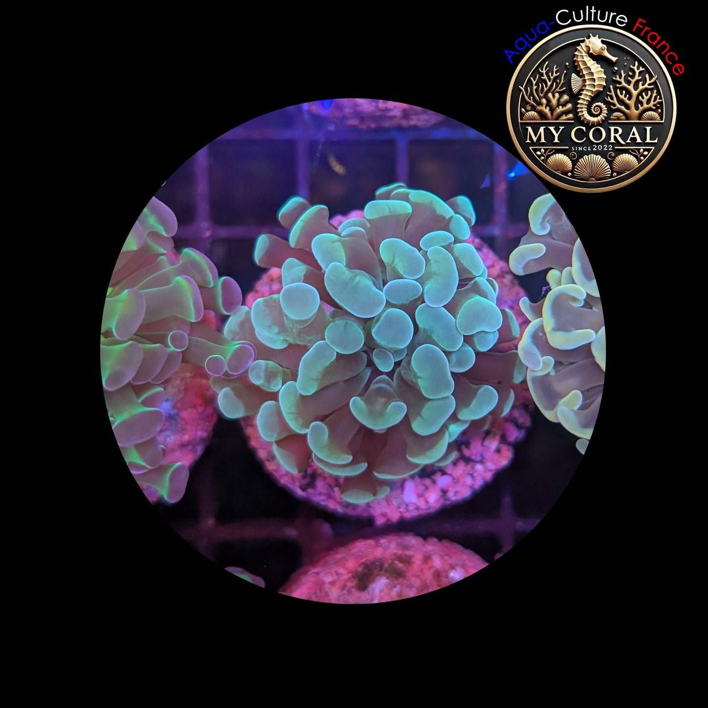 Euphyllia de Culture WYSIWYG- Paraancora - Green - EPG102