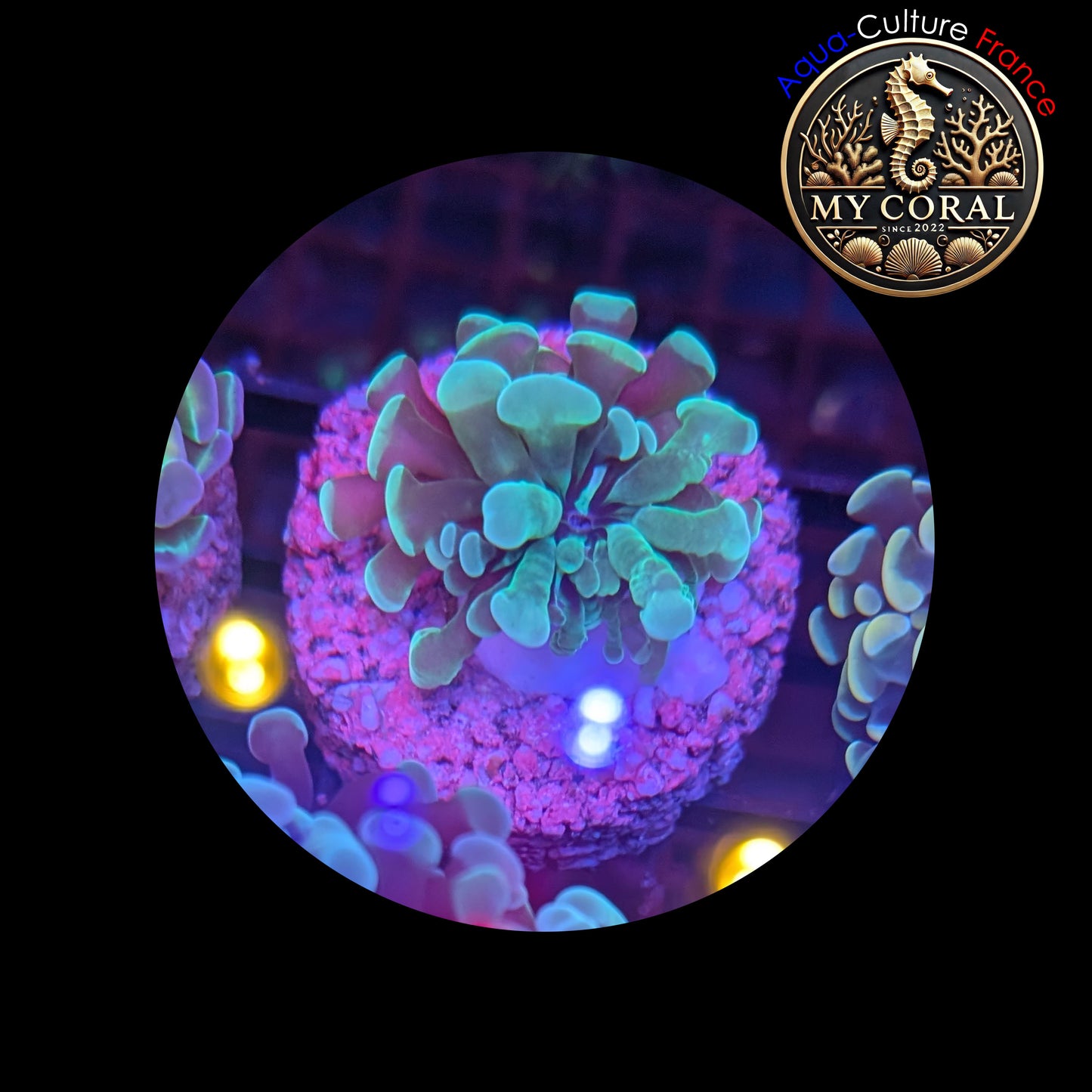 Euphyllia de Culture WYSIWYG- Paraancora - Green (tiny) - EPG104