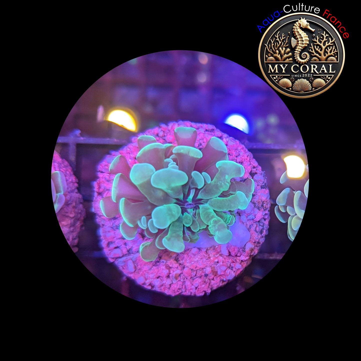 Euphyllia de Culture WYSIWYG- Paraancora - Green (tiny) - EPG104