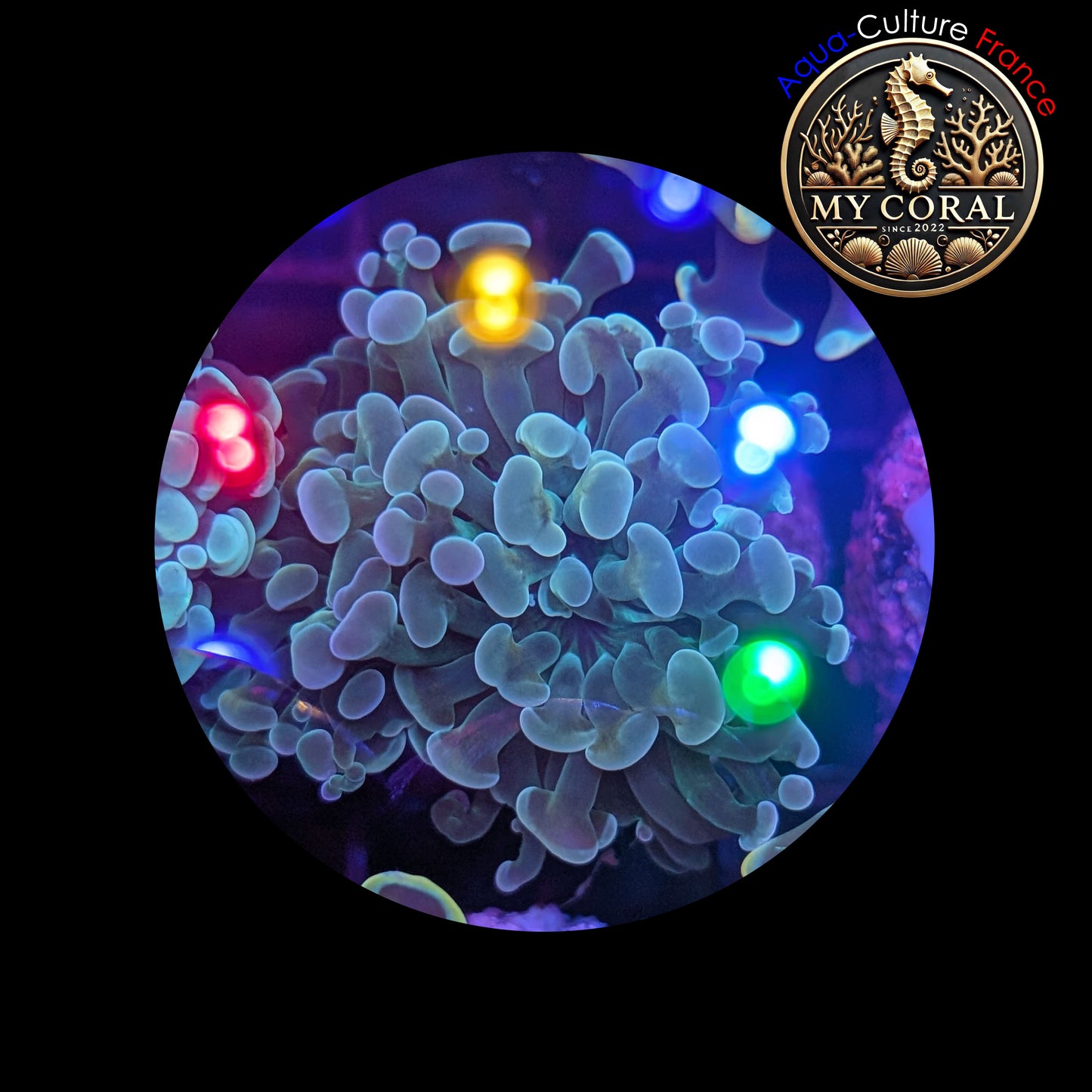 Euphyllia de Culture WYSIWYG- Paraancora - Green - EPG105