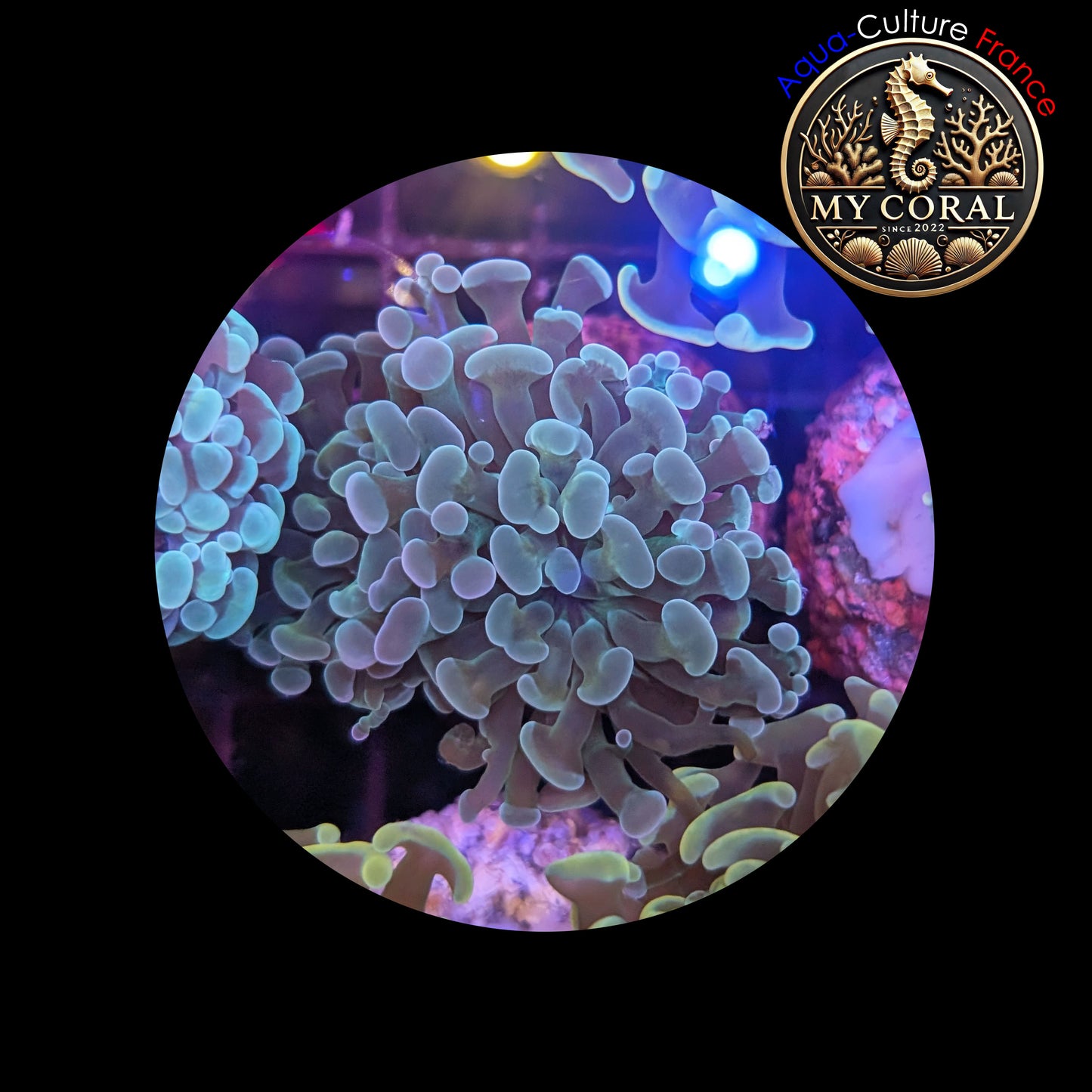 Euphyllia de Culture WYSIWYG- Paraancora - Green - EPG105