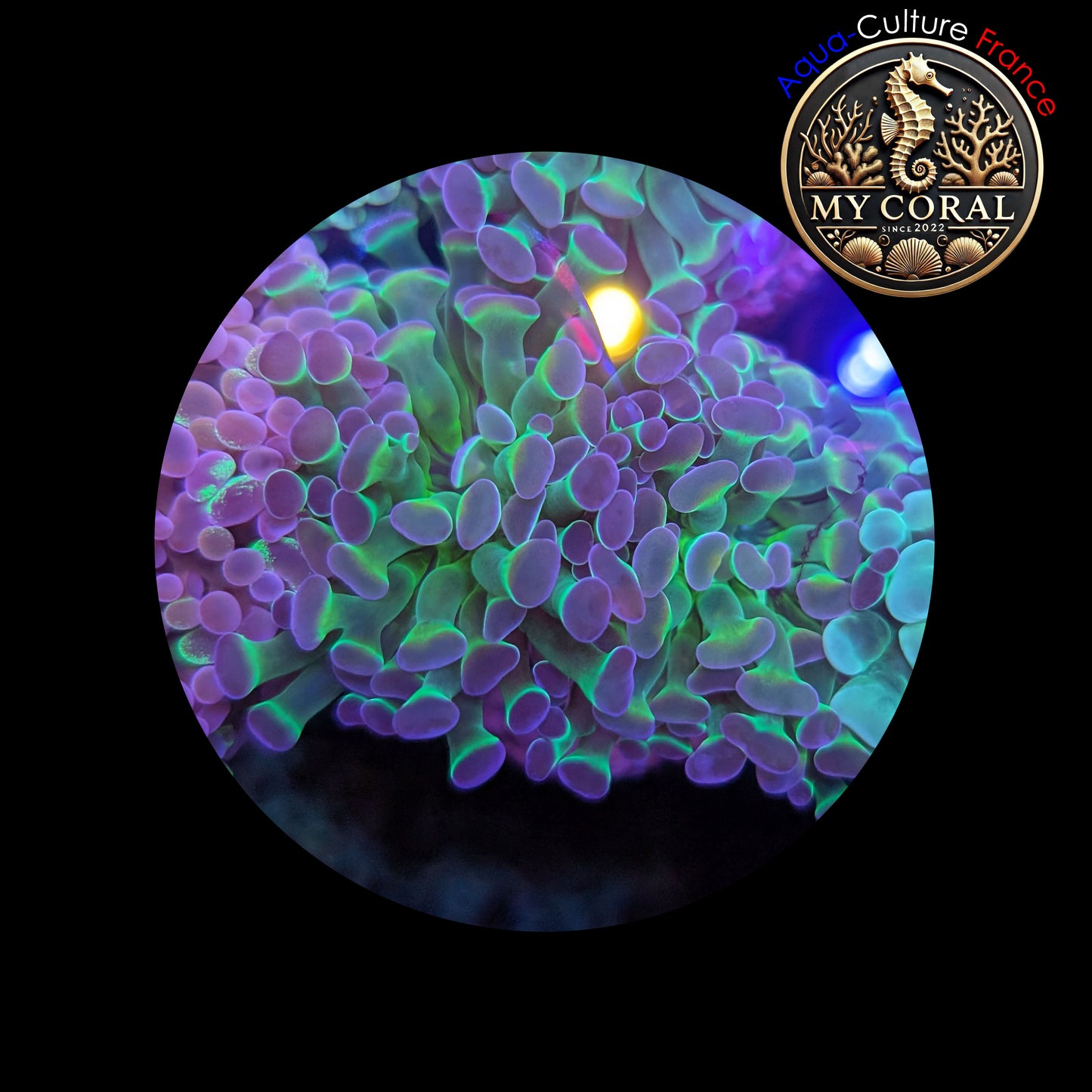 Euphyllia de Culture WYSIWYG- Paraancora - HOLOGRAM (2 TĂȘtes) - EPHG101