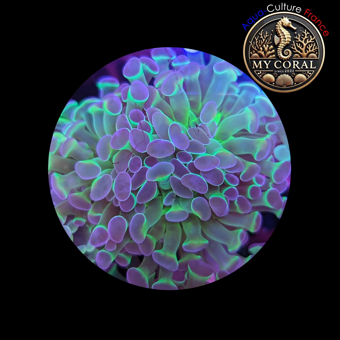 Euphyllia de Culture WYSIWYG- Paraancora - HOLOGRAM (3 TĂȘtes) - EPHG102