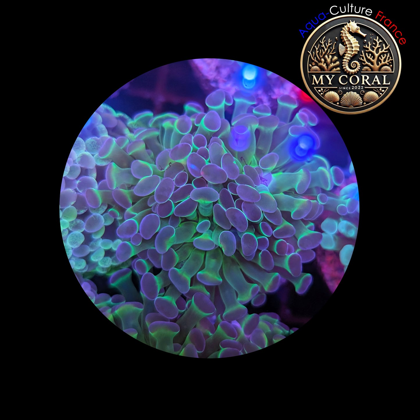 Euphyllia de Culture WYSIWYG- Paraancora - HOLOGRAM (3 TĂȘtes) - EPHG102