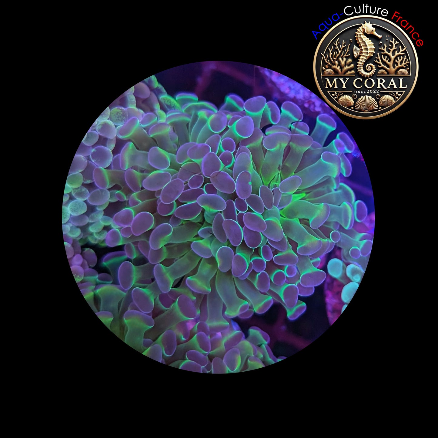 Euphyllia de Culture WYSIWYG- Paraancora - HOLOGRAM (3 TĂȘtes) - EPHG102