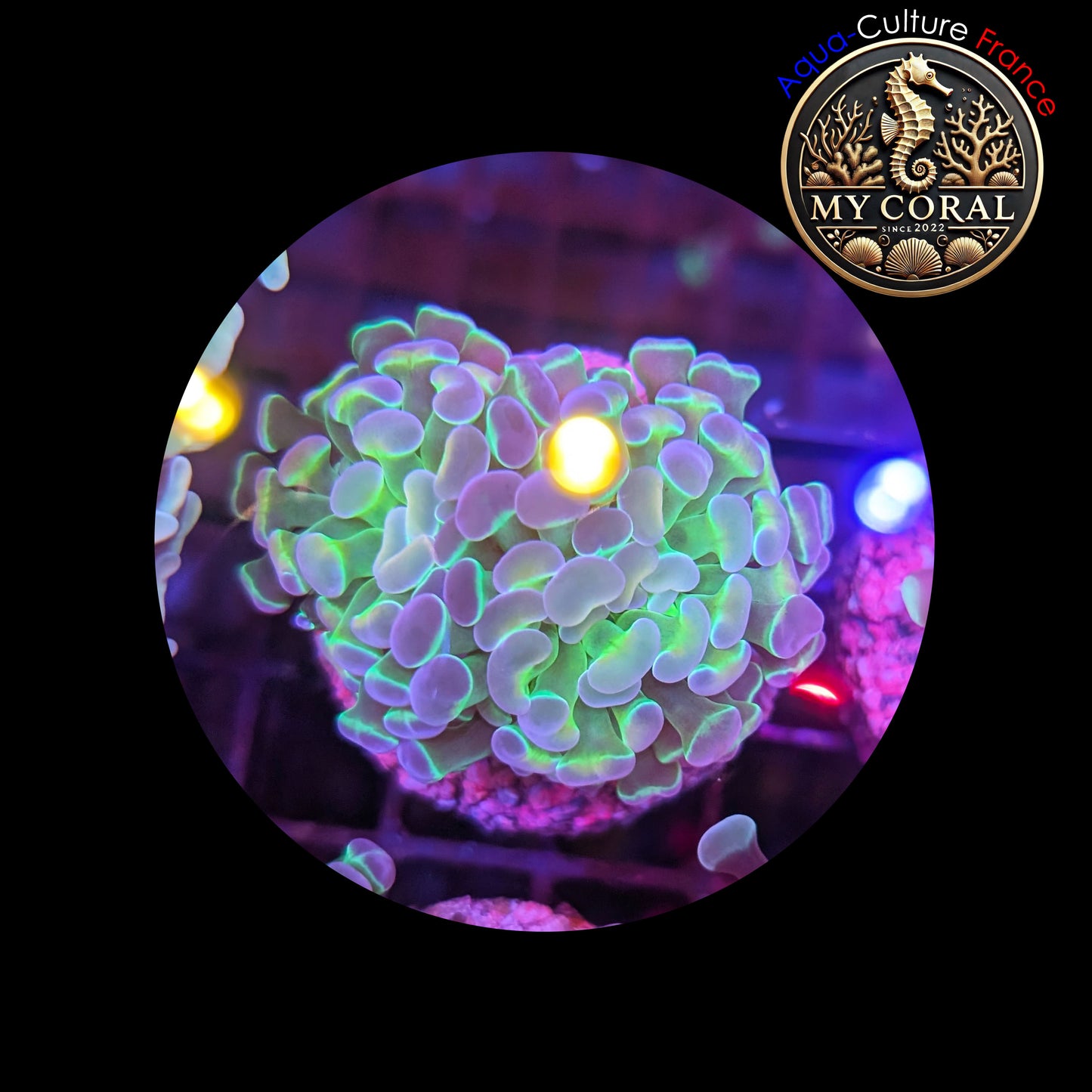 Euphyllia de Culture WYSIWYG- Paraancora - HOLOGRAM Gold (2 TĂȘtes) - EPHG104