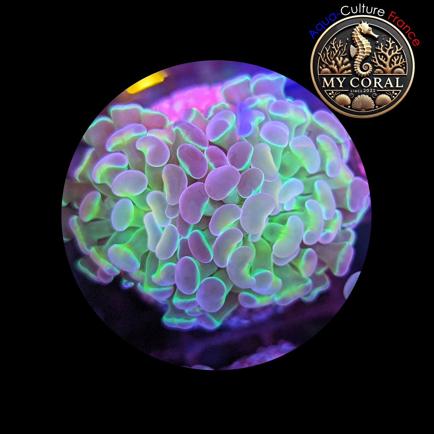 Euphyllia de Culture WYSIWYG- Paraancora - HOLOGRAM Gold (2 TĂȘtes) - EPHG104