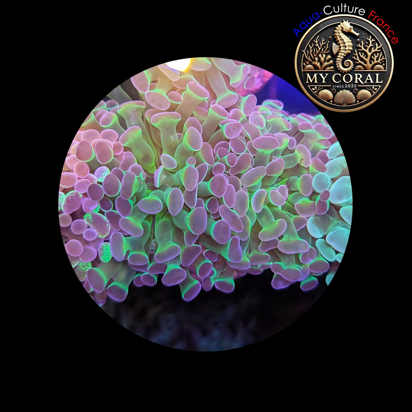 Euphyllia de Culture WYSIWYG- Paraancora - HOLOGRAM (2 TĂȘtes) - EPHG101