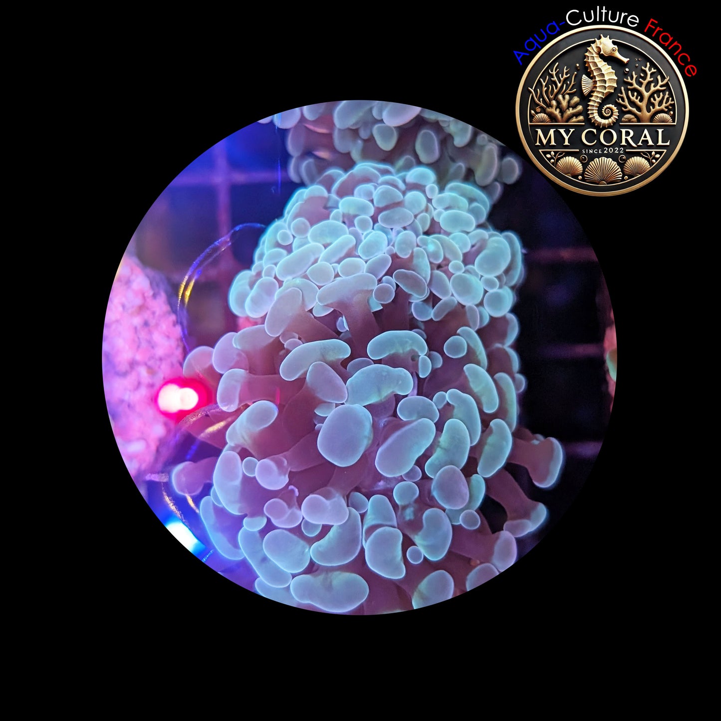 Euphyllia de Culture WYSIWYG- Paraancora- White Cream - EWC101