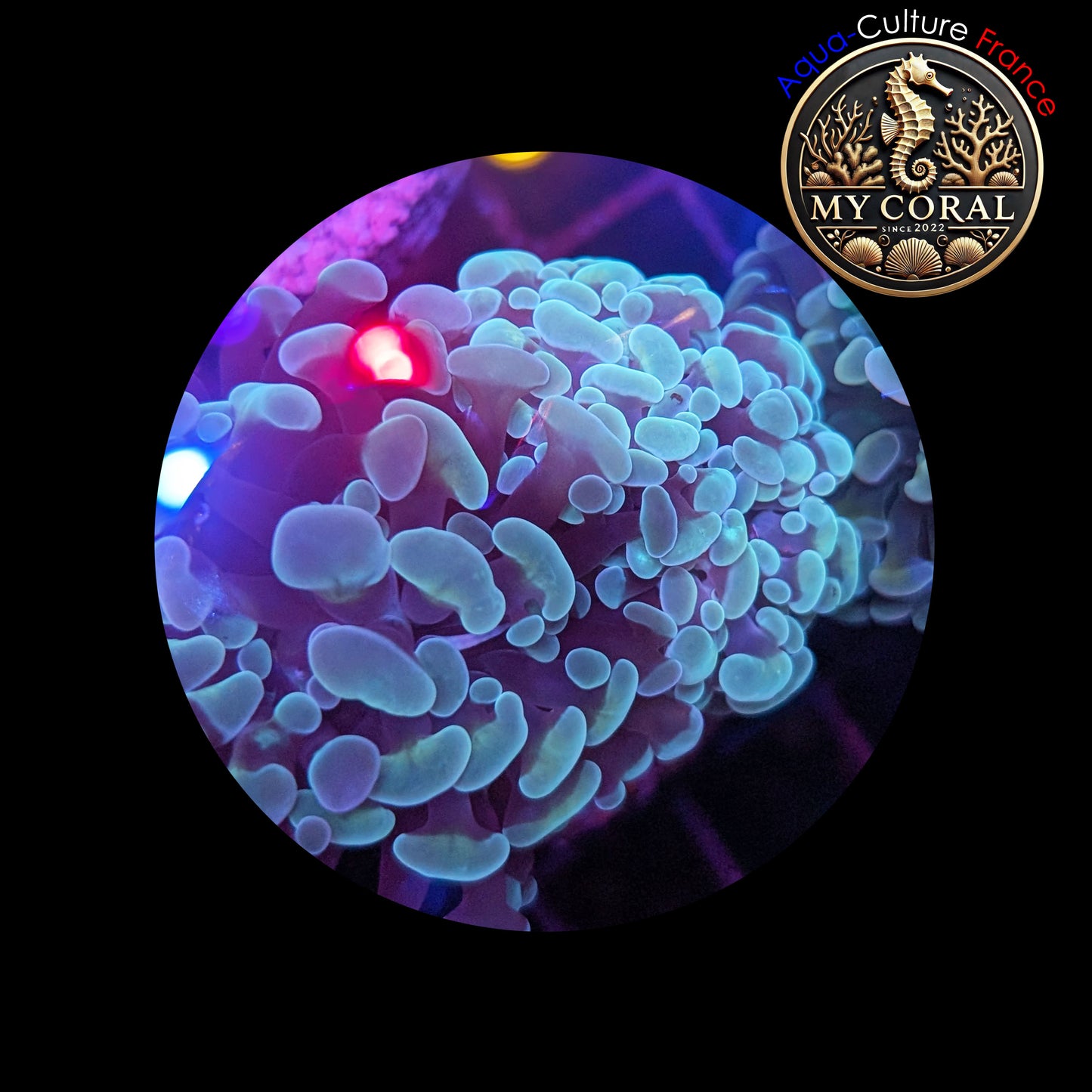 Euphyllia de Culture WYSIWYG- Paraancora- White Cream - EWC101