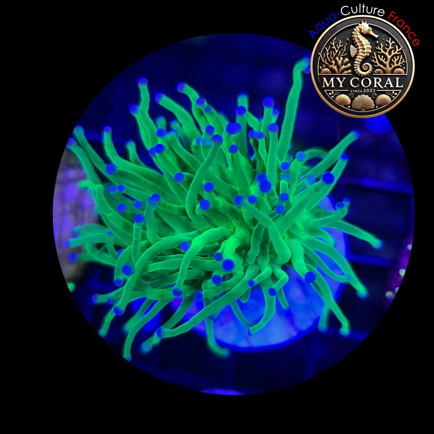 Euphyllia de MariCulture WYSIWYG- Glabrescens- Véritable Holy Grail US Style EGHGUS002