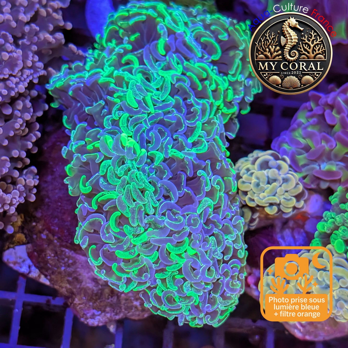 Euphyllia de MariCulture WYSIWYG- Ancora Blotchy (RARE)- EAM005