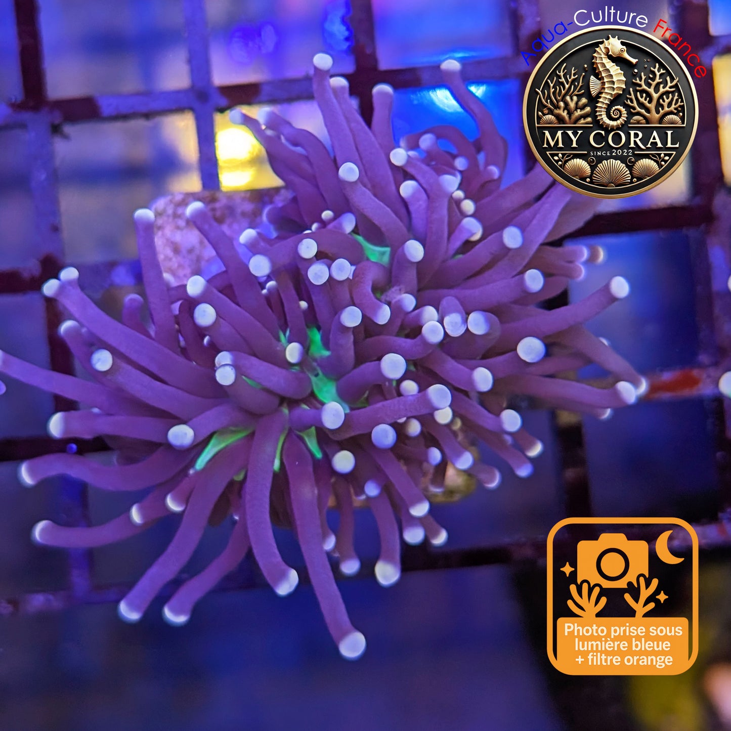 Euphyllia de Culture WYSIWYG- CRISTATA - JOKER TORCH (2 Têtes) - EGJGT110